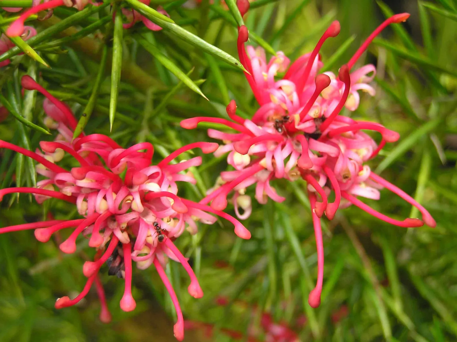 Rosemary Grevillea (Grevillea Rosmarinifolia) — is a versatile and beguiling shrub that serves as a wonderful addition to any landscape design; and interest to