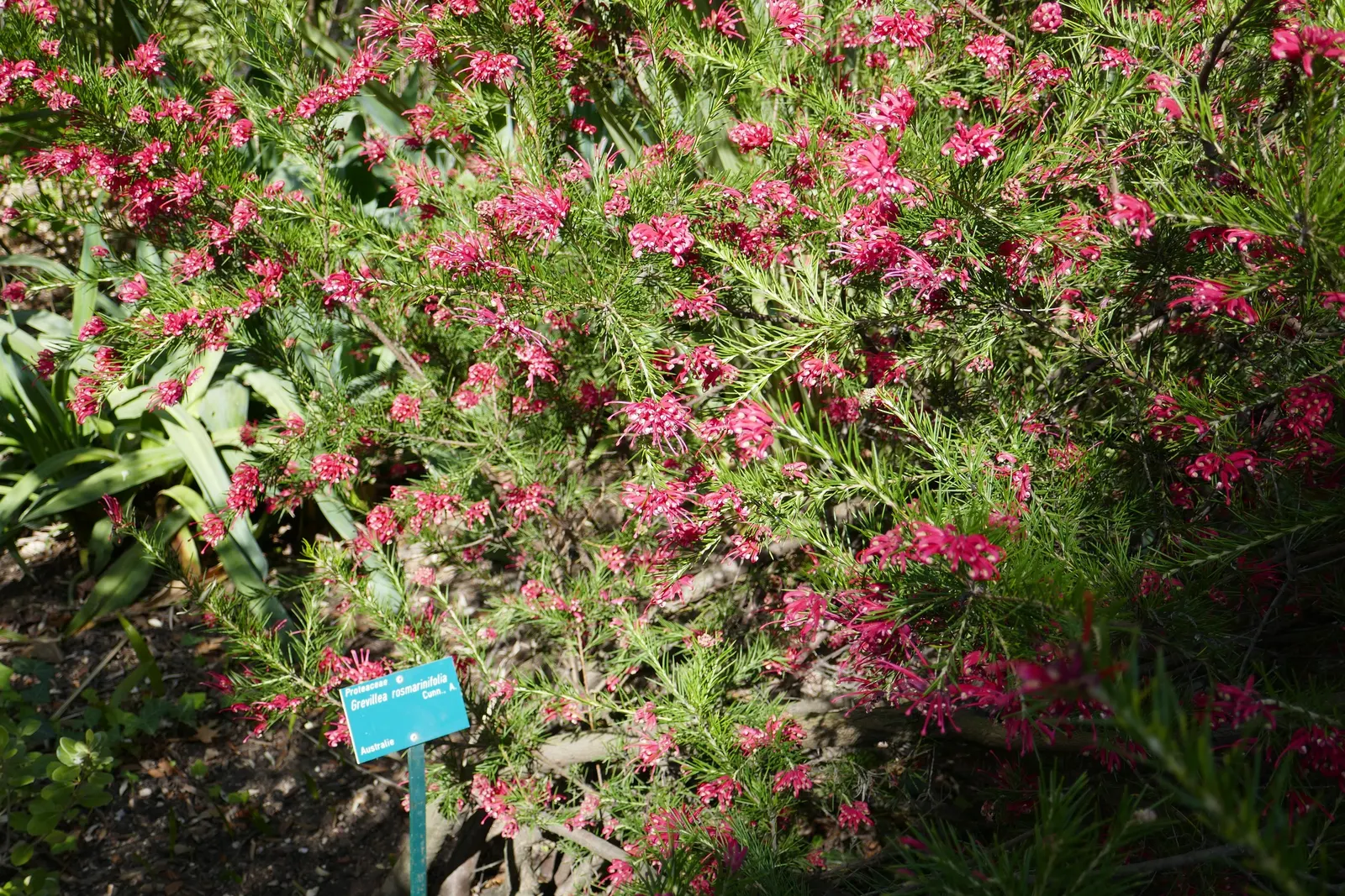 Rosemary Grevillea (Grevillea Rosmarinifolia) — shrub with multi-colored and pink blooms; the flowers range in color from crimson to pink and occasionally