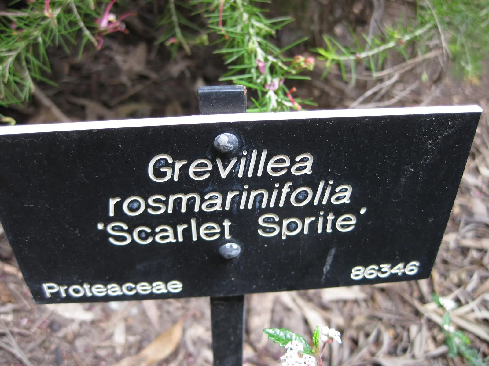 Rosemary Grevillea (Grevillea Rosmarinifolia) — dense foliage.<br><br>One of the most striking features of Grevillea rosmarinifolia is its flowers