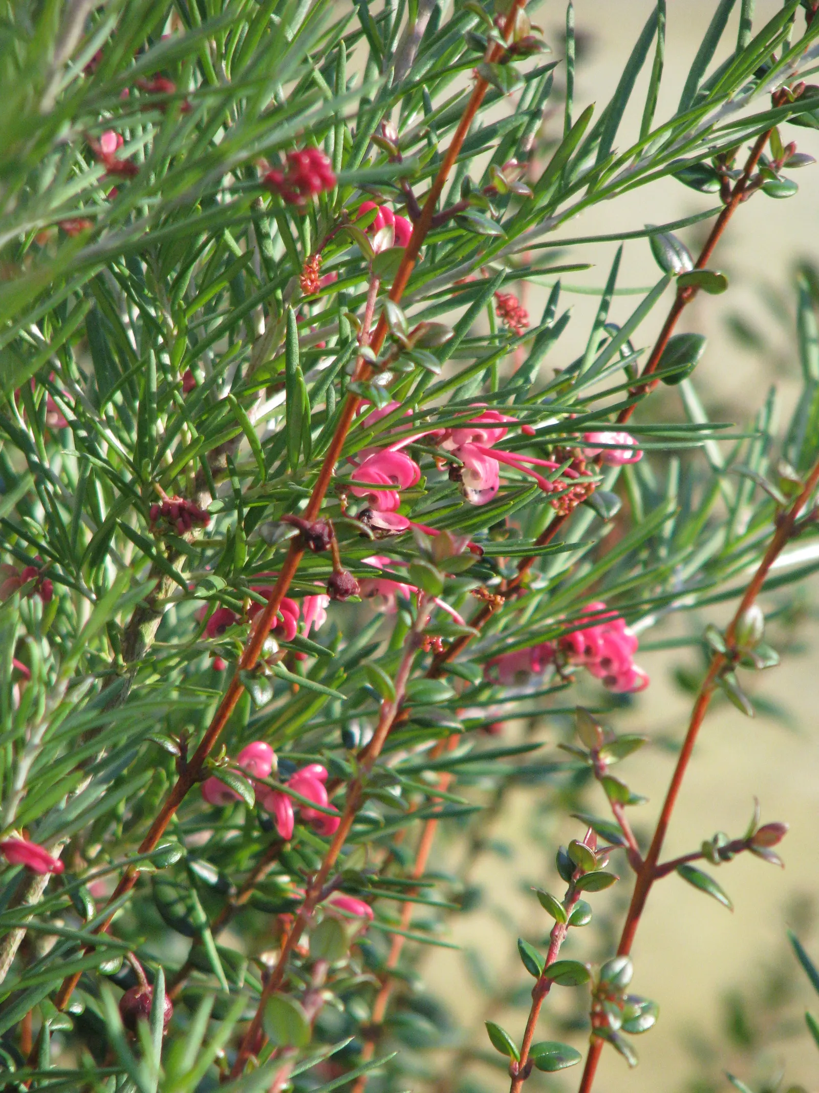 Rosemary Grevillea (Grevillea Rosmarinifolia) — this plant attracts a variety of wildlife