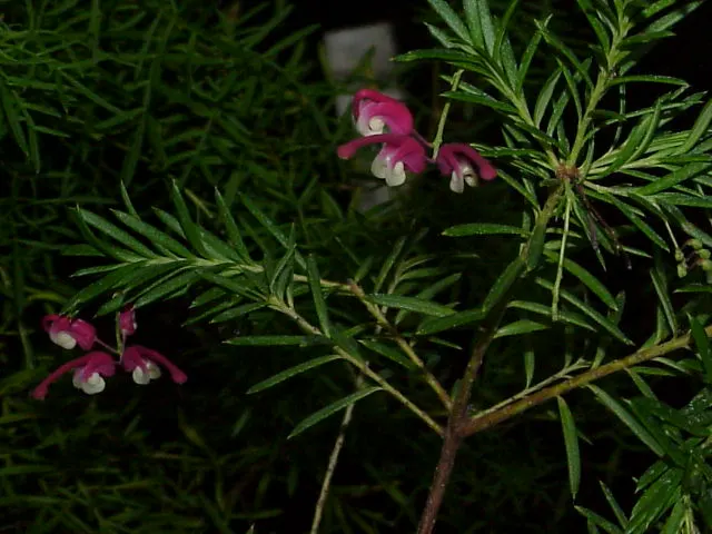 Rosemary Grevillea (Grevillea Rosmarinifolia) — Native to southeastern Australia