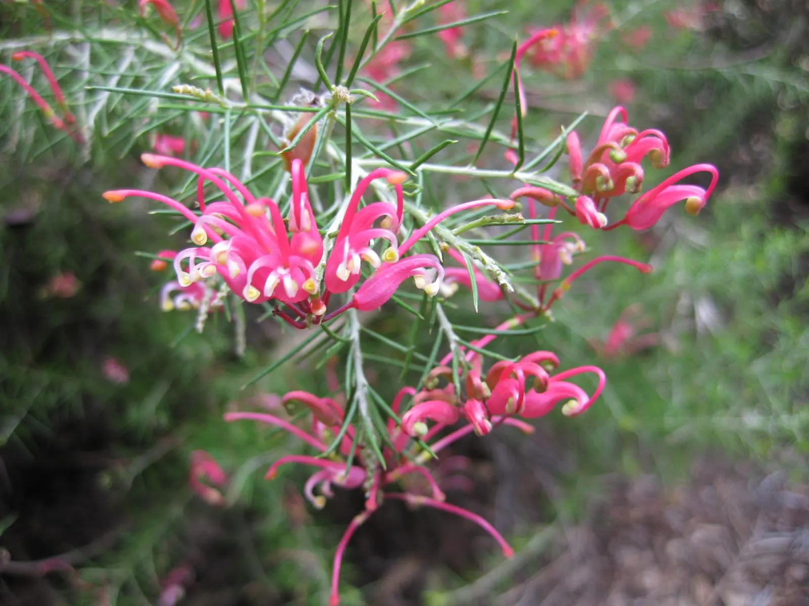 Rosemary Grevillea (Grevillea Rosmarinifolia) — multi-colored and pink flowers in the garden
