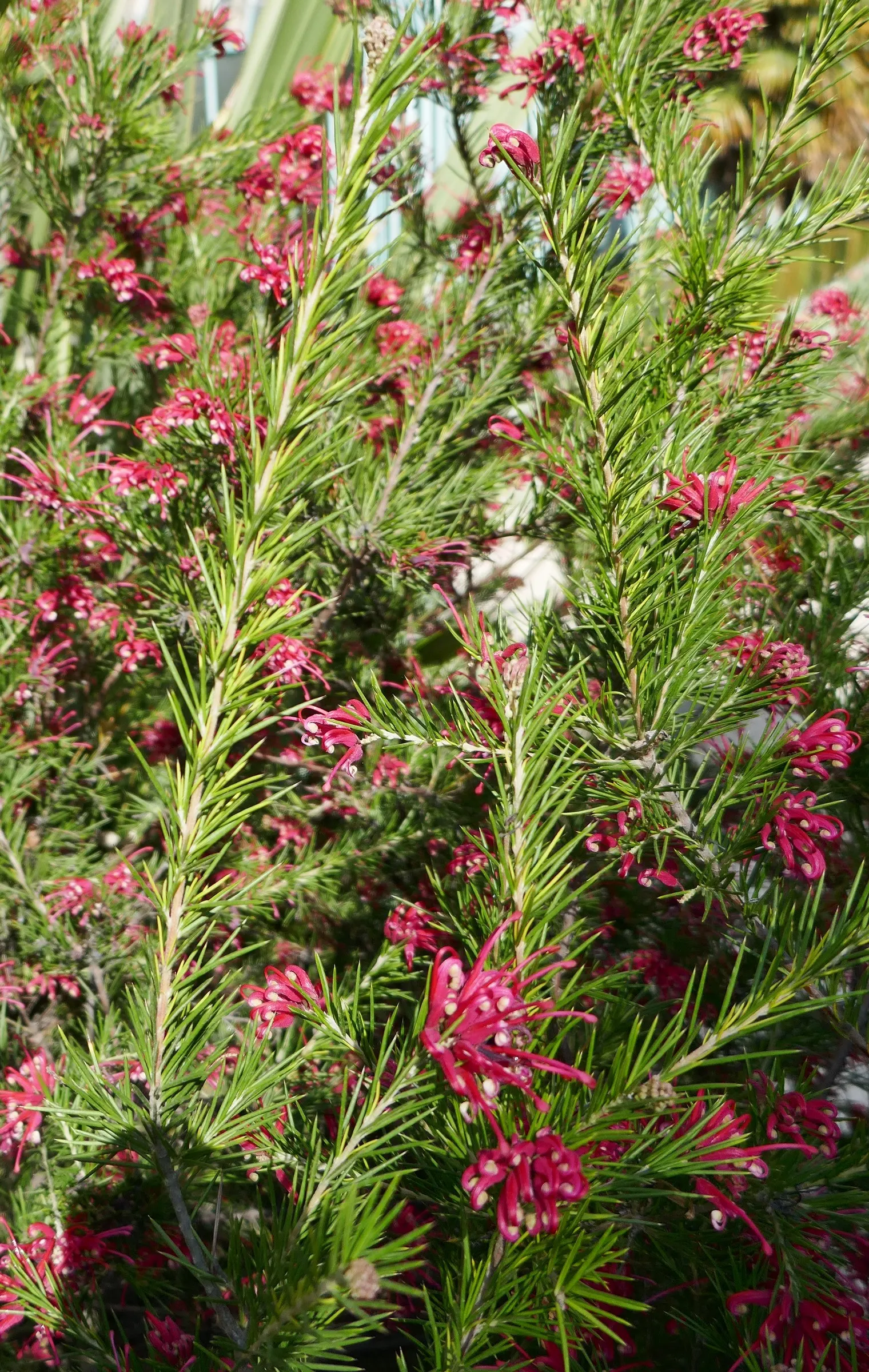 Rosemary Grevillea (Grevillea Rosmarinifolia) — In addition to its visual appeal; it adapts to various soils