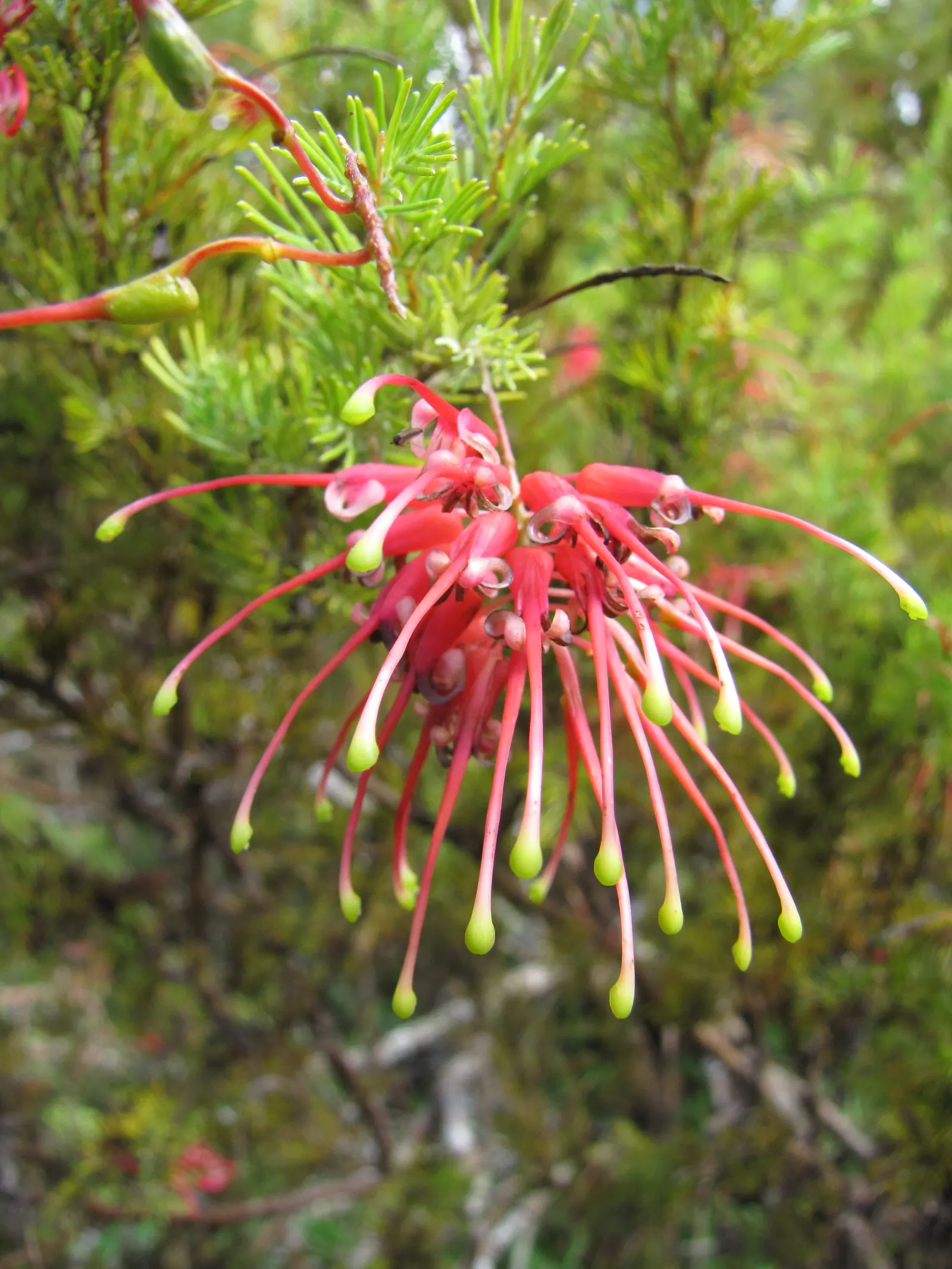Rosemary Grevillea (Grevillea Rosmarinifolia) — especially those requiring drought-tolerant and low-maintenance flora