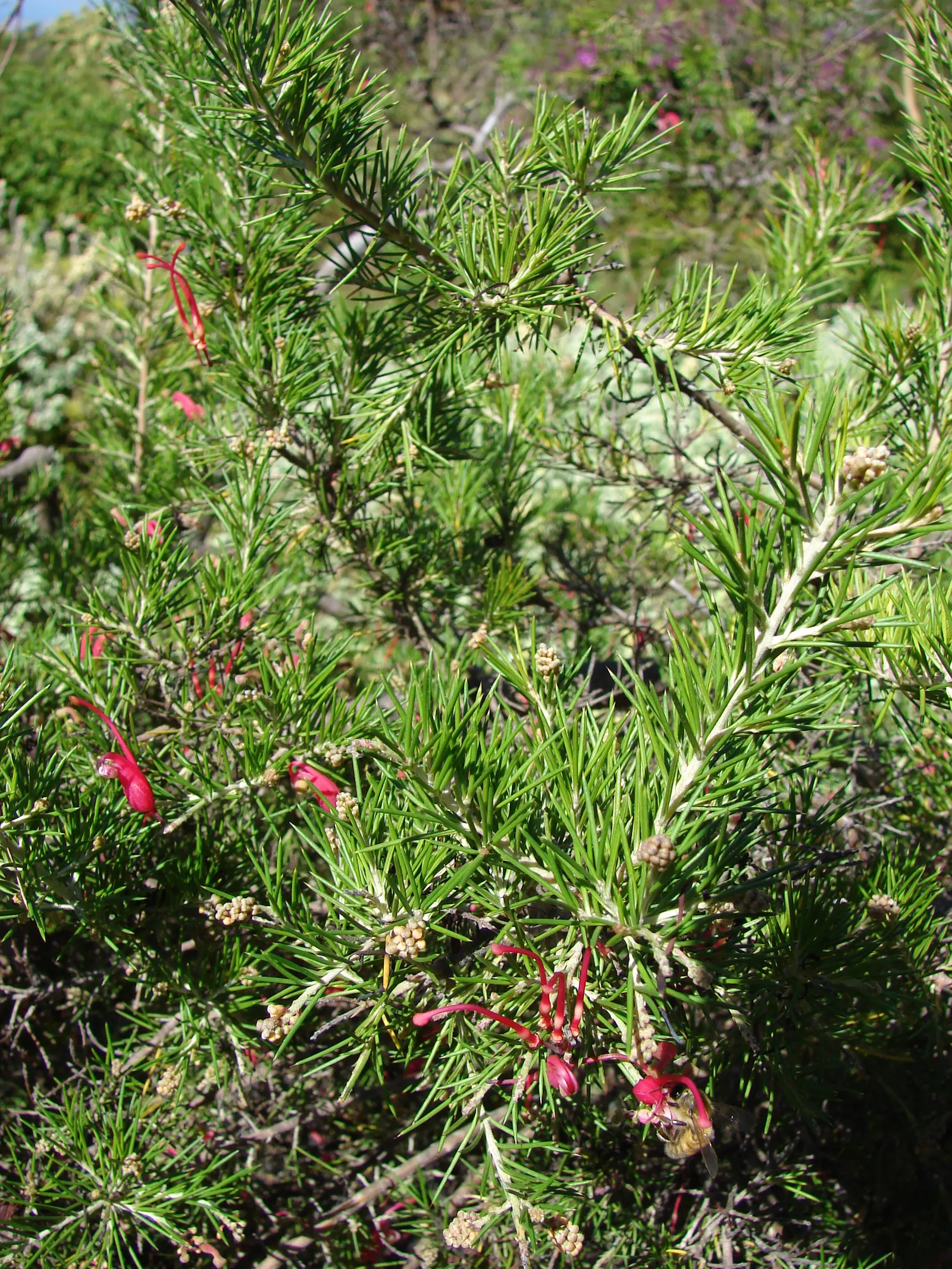 Rosemary Grevillea (Grevillea Rosmarinifolia) — it adapts to various soils