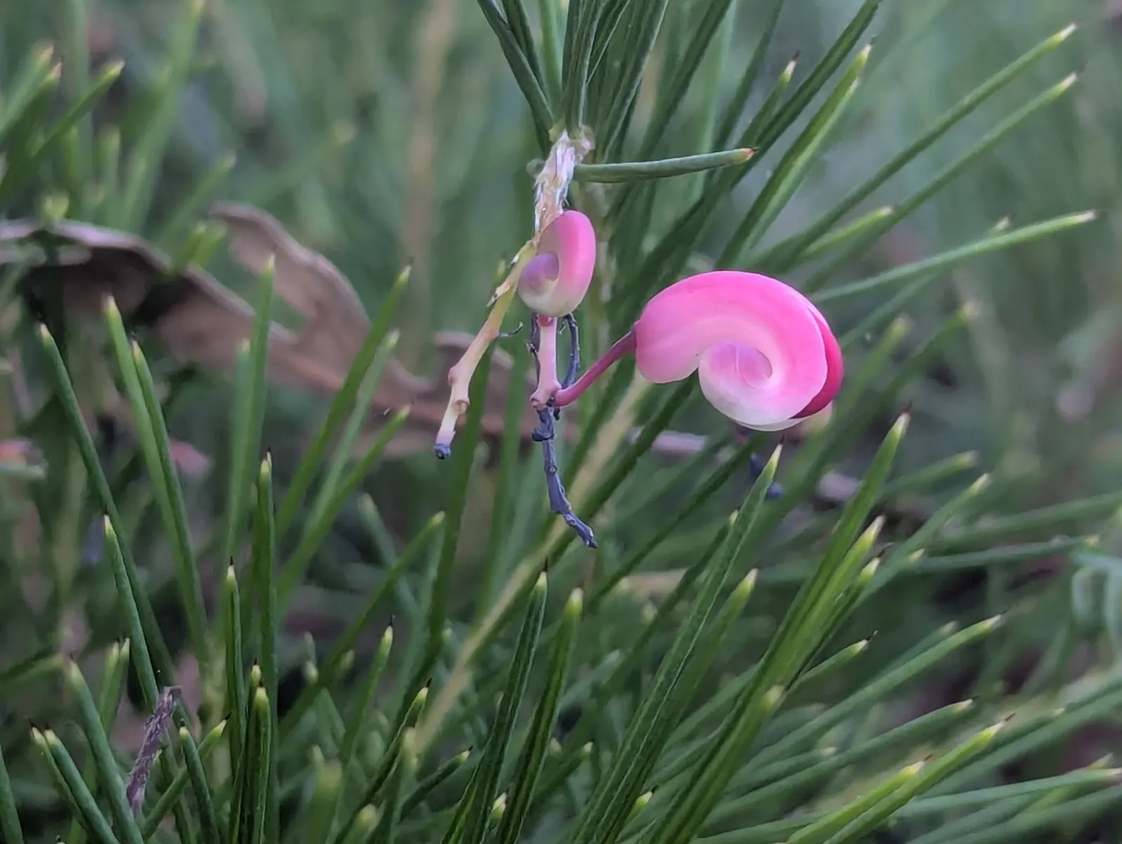 Rosemary Grevillea (Grevillea Rosmarinifolia) — The flowers range in color from crimson to pink and occasionally creamy white
