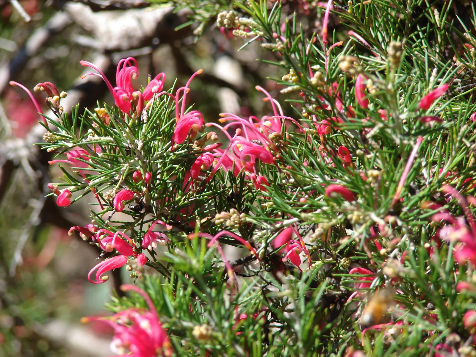 Rosemary Grevillea (Grevillea Rosmarinifolia) — and interest to their outdoor space; it adapts to various soils