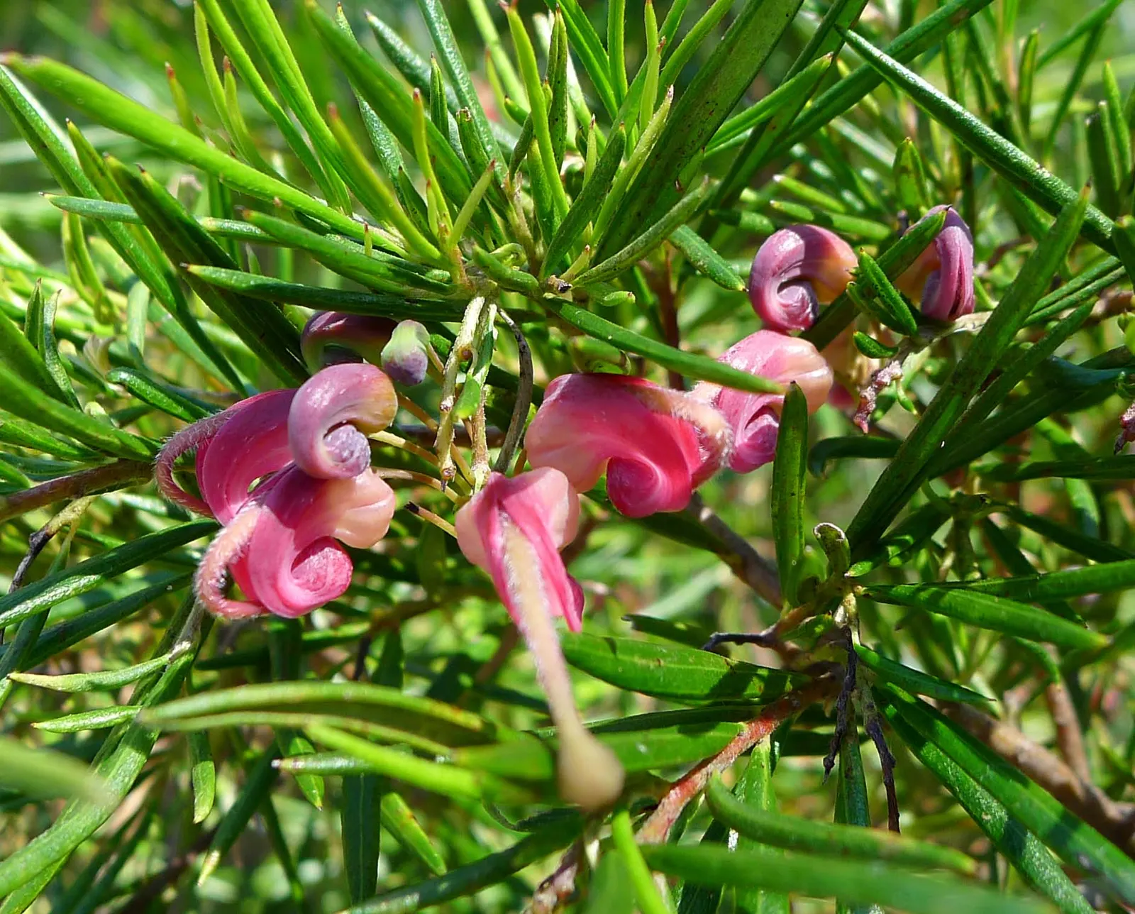 Rosemary Grevillea (Grevillea Rosmarinifolia) — Grevillea rosmarinifolia, commonly known as Rosemary Grevillea, is an evergreen shrub native to, image 57