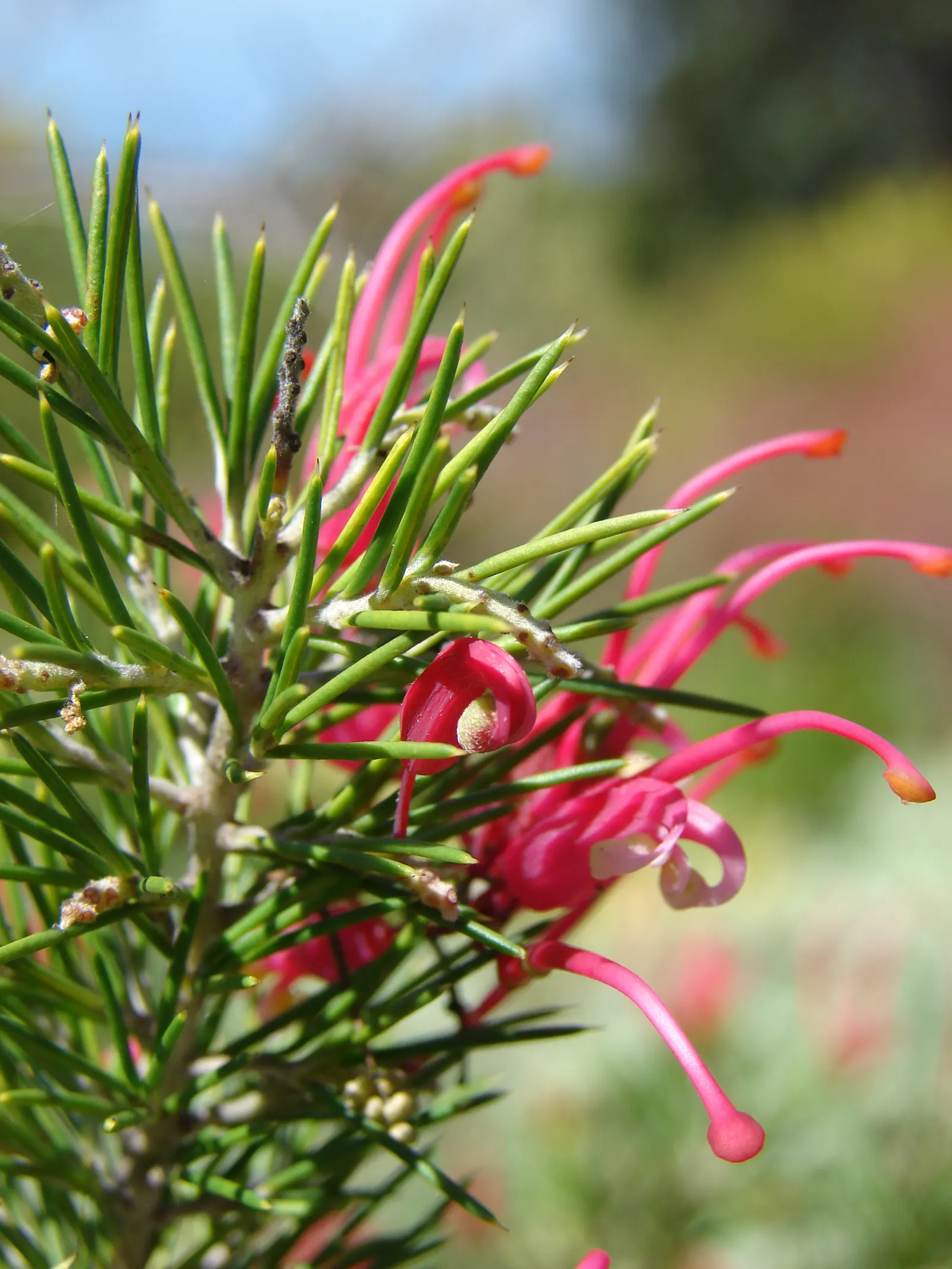 Rosemary Grevillea (Grevillea Rosmarinifolia) — and suits informal hedges or ornamental beds