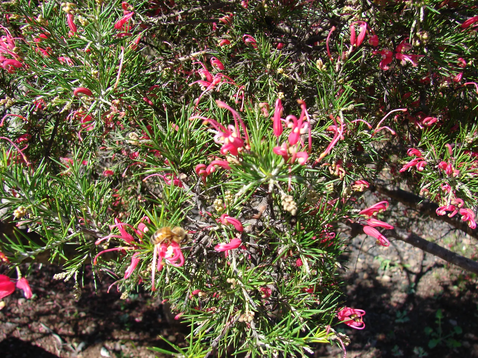 Rosemary Grevillea (Grevillea Rosmarinifolia) — The attractive blooms emerge in clusters at the ends of branches and exhibit a unique spider flower, image 45