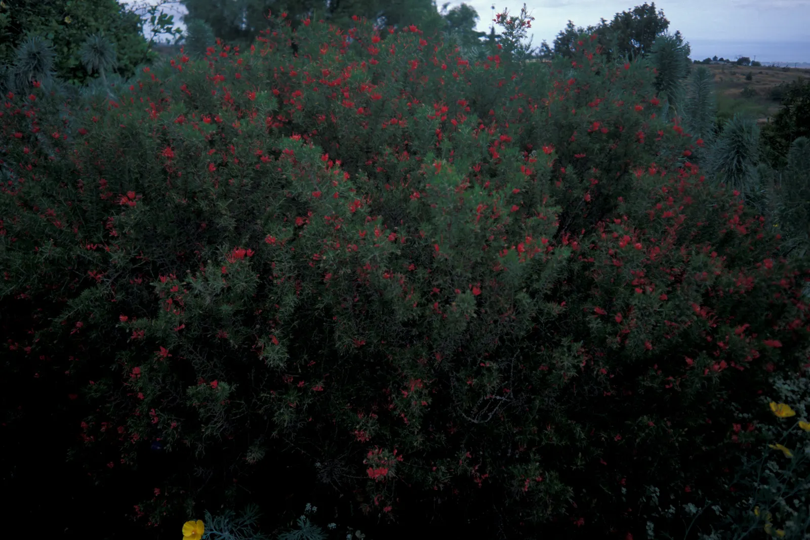 Rosemary Grevillea (Grevillea Rosmarinifolia) — A hardy and versatile plant, it reaches up to 6.5 feet in height with needle-like leaves resembling, image 58