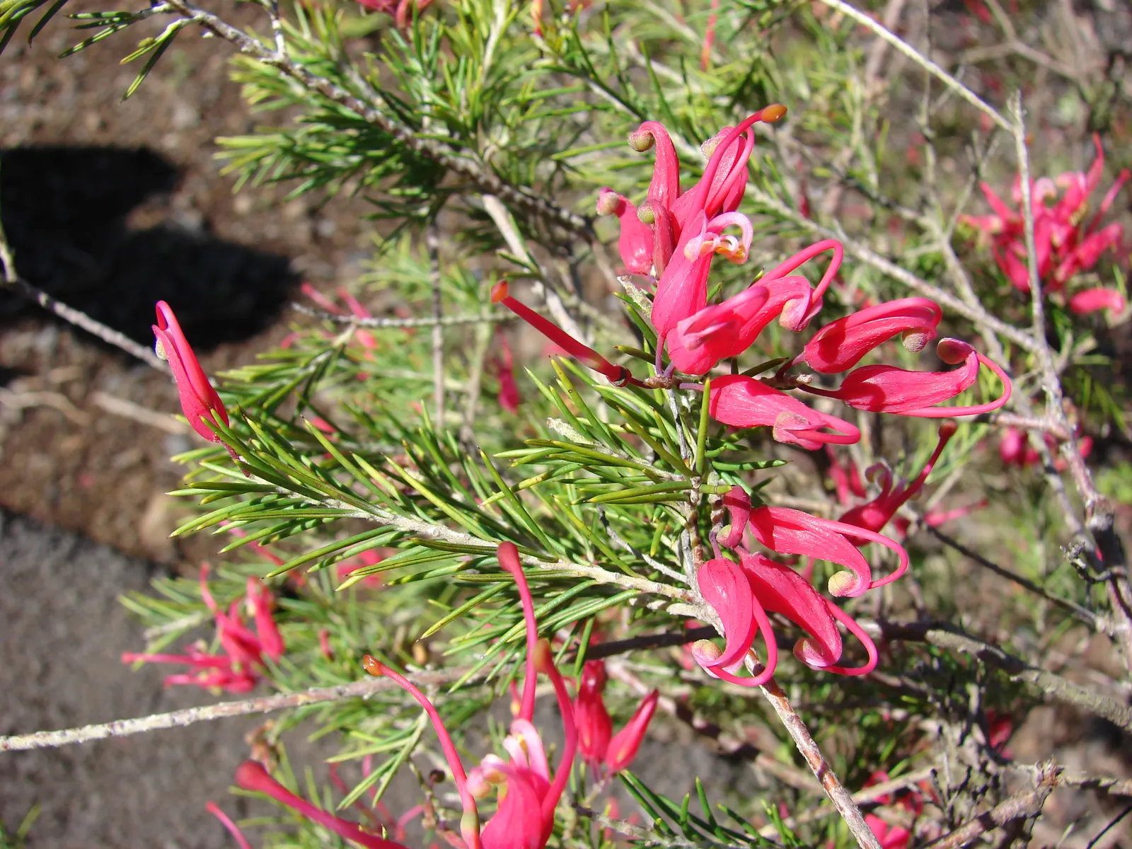 Rosemary Grevillea (Grevillea Rosmarinifolia) — Its striking red flowers bloom most of the year, attracting pollinators; the flowers range in color, image 59