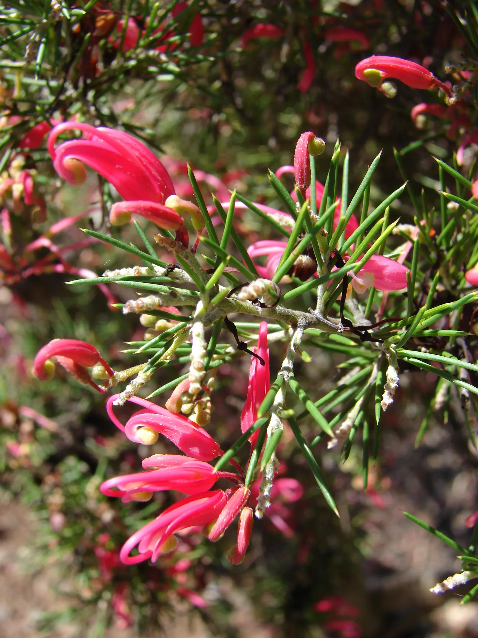 Rosemary Grevillea (Grevillea Rosmarinifolia) — this plant is renowned for its needle-like; the flowers range in color from crimson to pink and occasionally