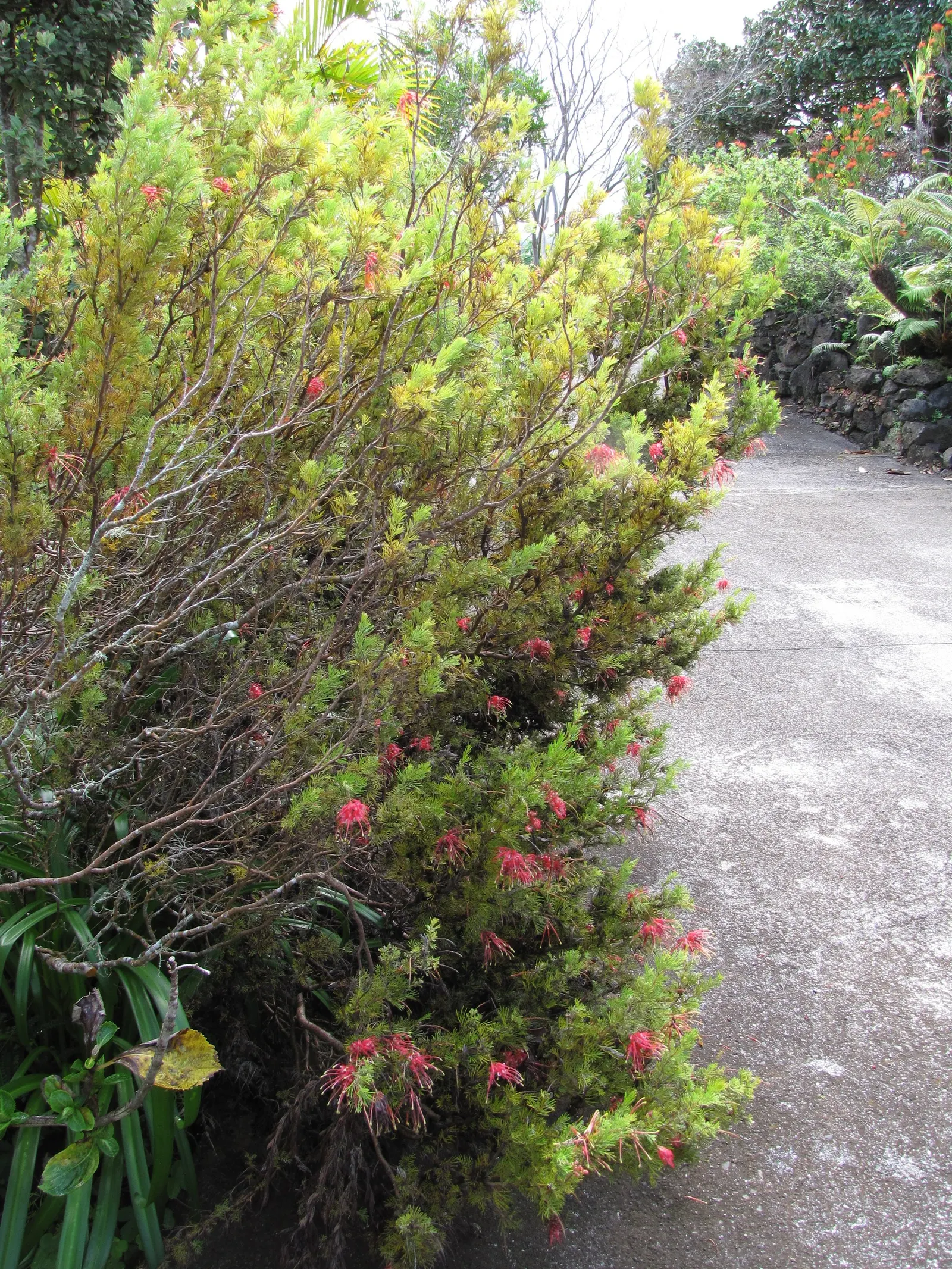 Rosemary Grevillea (Grevillea Rosmarinifolia) — measuring around 0.4 to 1 inch long