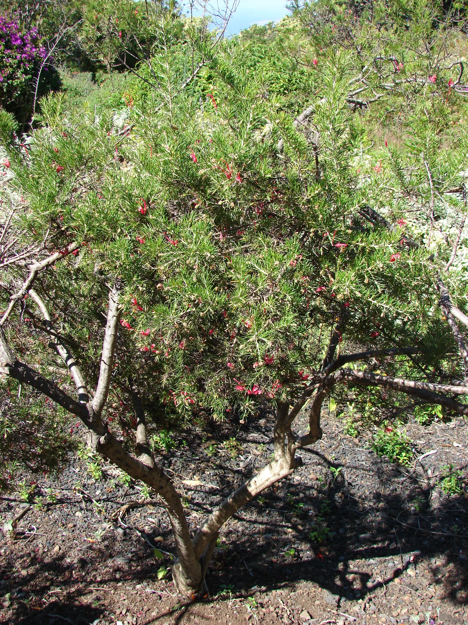 Rosemary Grevillea (Grevillea Rosmarinifolia) — scientifically known as Grevillea rosmarinifolia; the flowers range in color from crimson to pink and