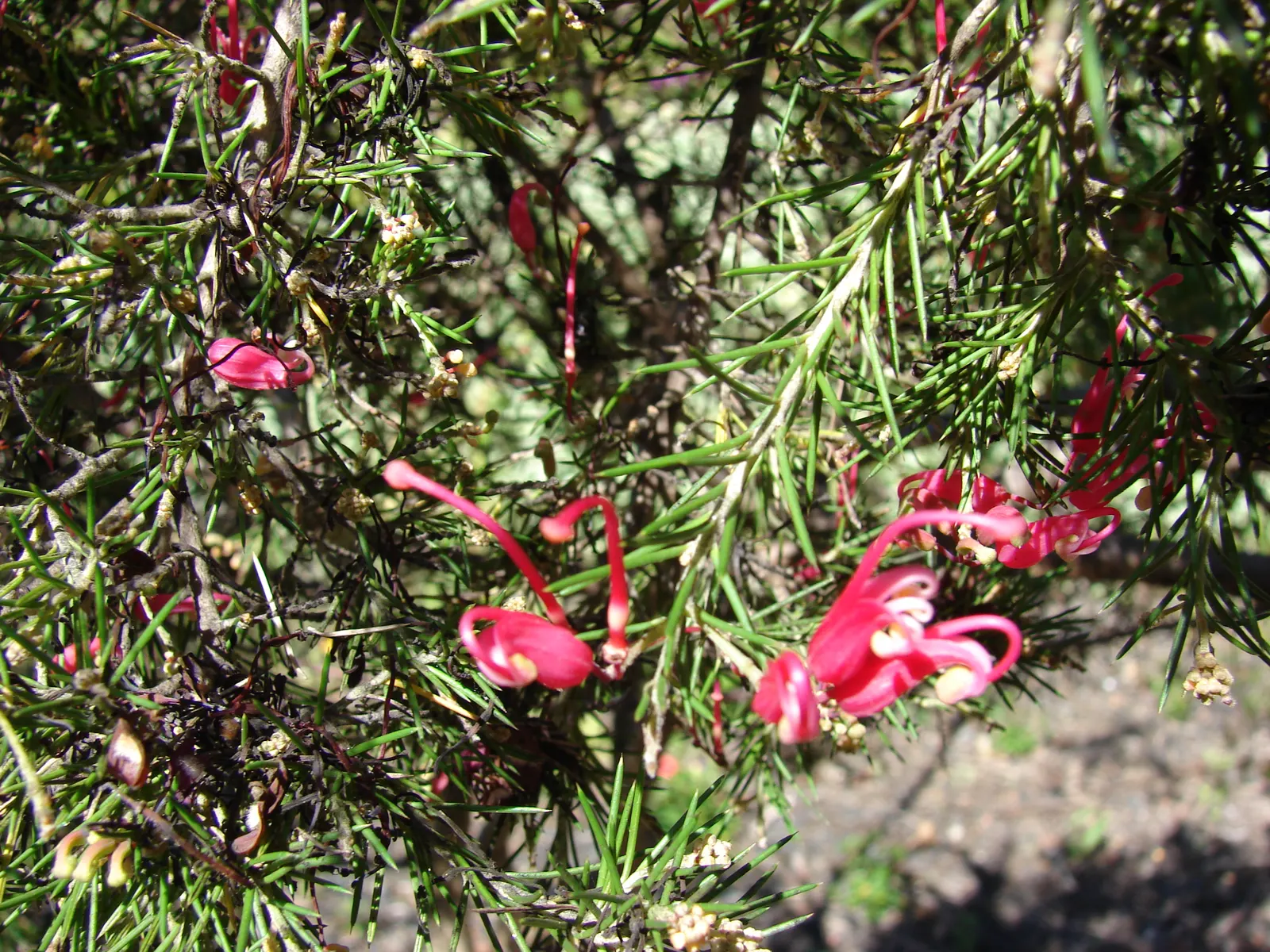 Rosemary Grevillea (Grevillea Rosmarinifolia) — the Rosemary Grevillea thrives in full sun to partial shade and prefers well-drained soil; the flowers range in