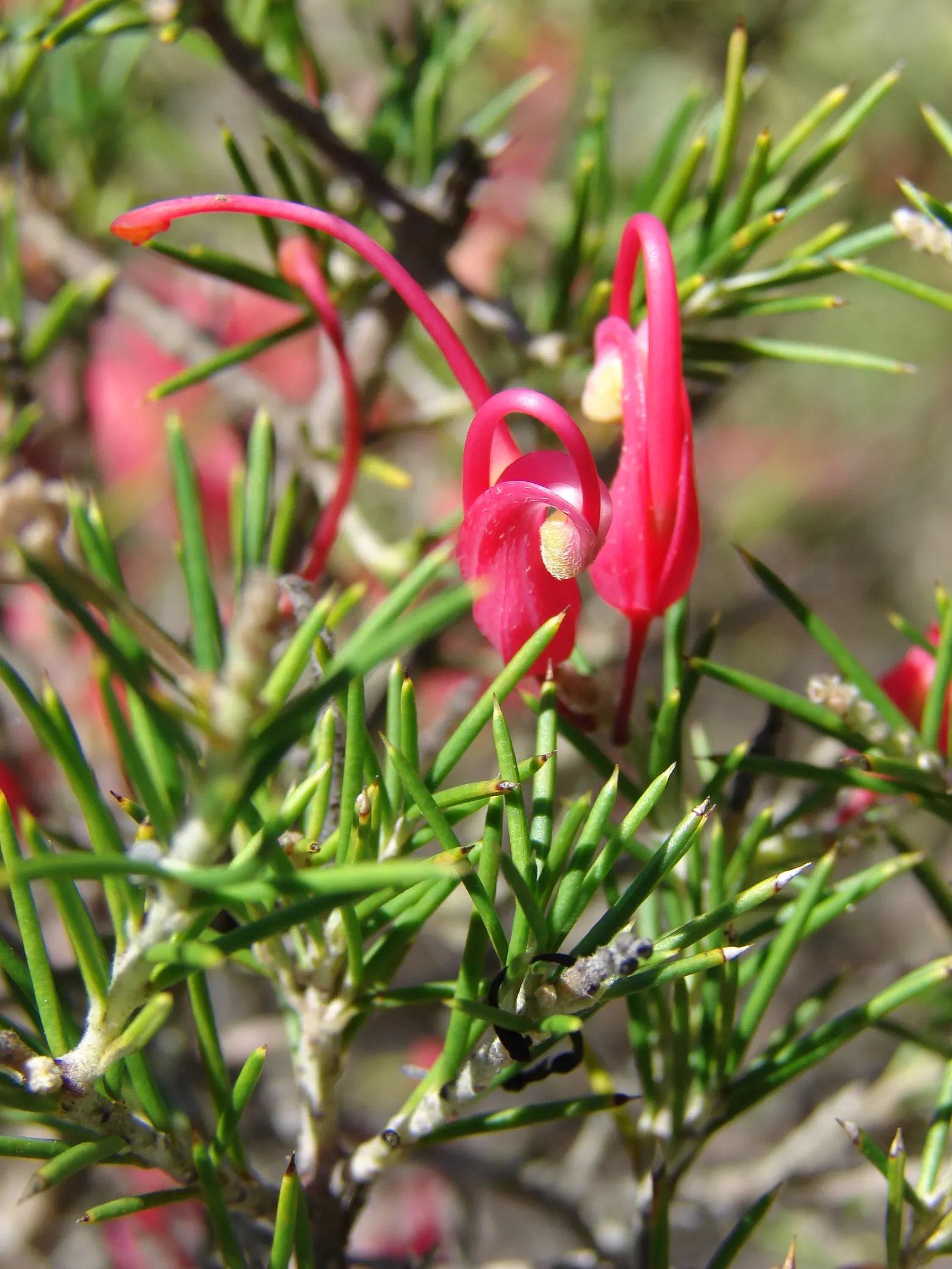 Rosemary Grevillea (Grevillea Rosmarinifolia) — shrub with multi-colored and pink blooms