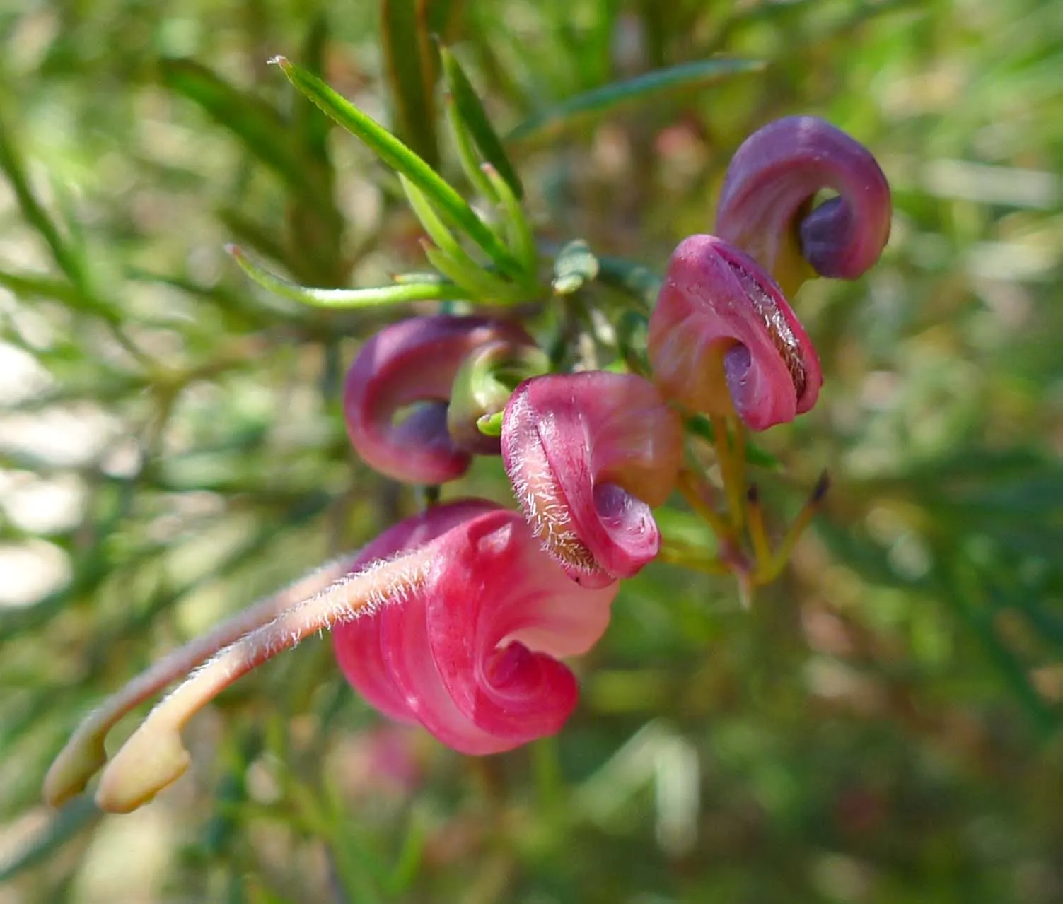 Rosemary Grevillea (Grevillea Rosmarinifolia) — is a versatile and beguiling shrub that serves as a wonderful addition to any landscape design