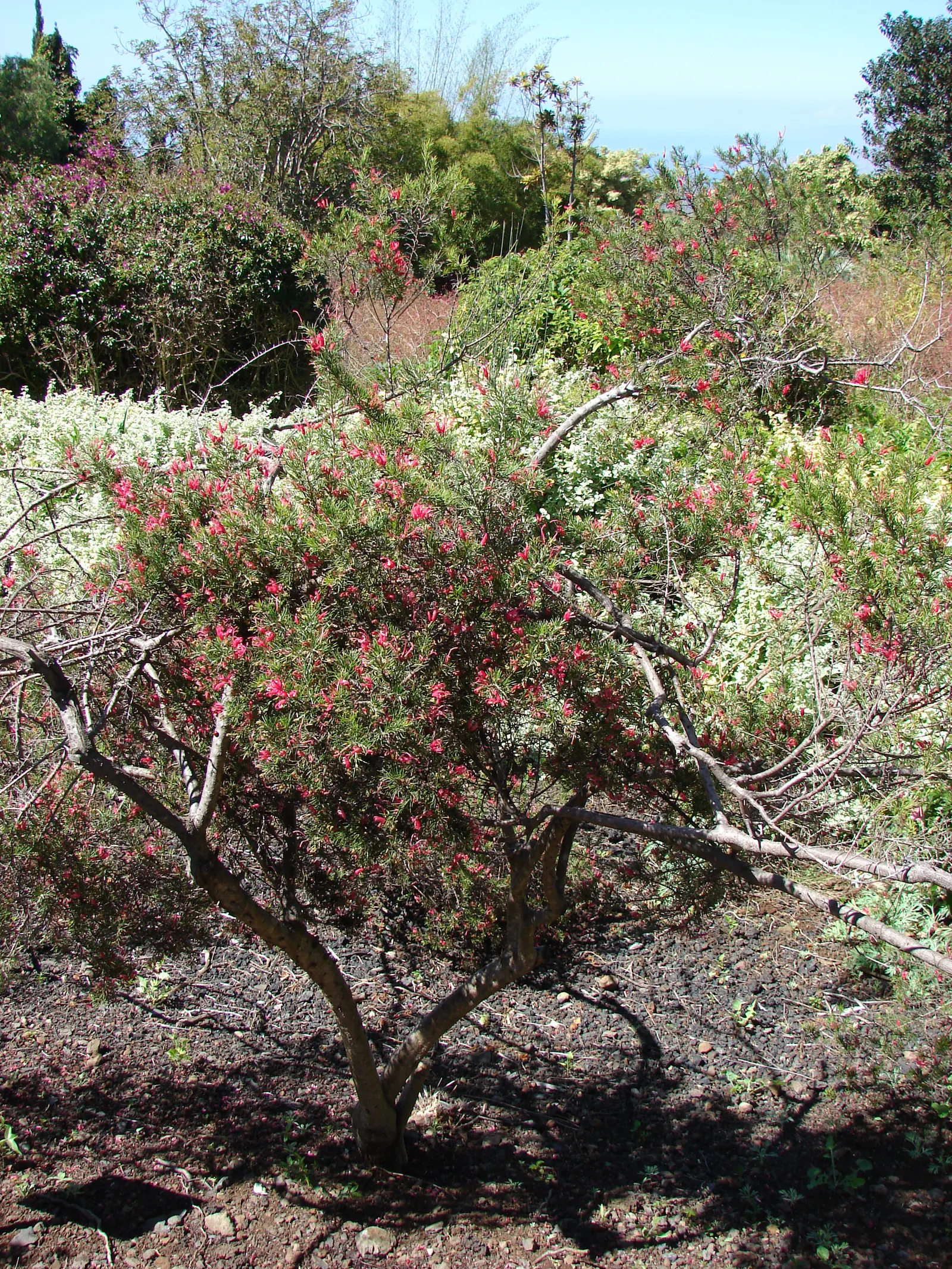 Rosemary Grevillea (Grevillea Rosmarinifolia) — it adapts to various soils; and interest to their outdoor space, image 60
