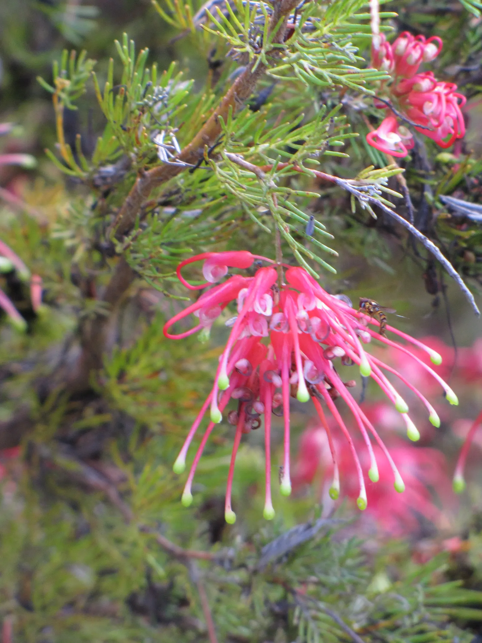 Rosemary Grevillea (Grevillea Rosmarinifolia) — A hardy and versatile plant, it reaches up to 6.5 feet in height with needle-like leaves resembling, image 30