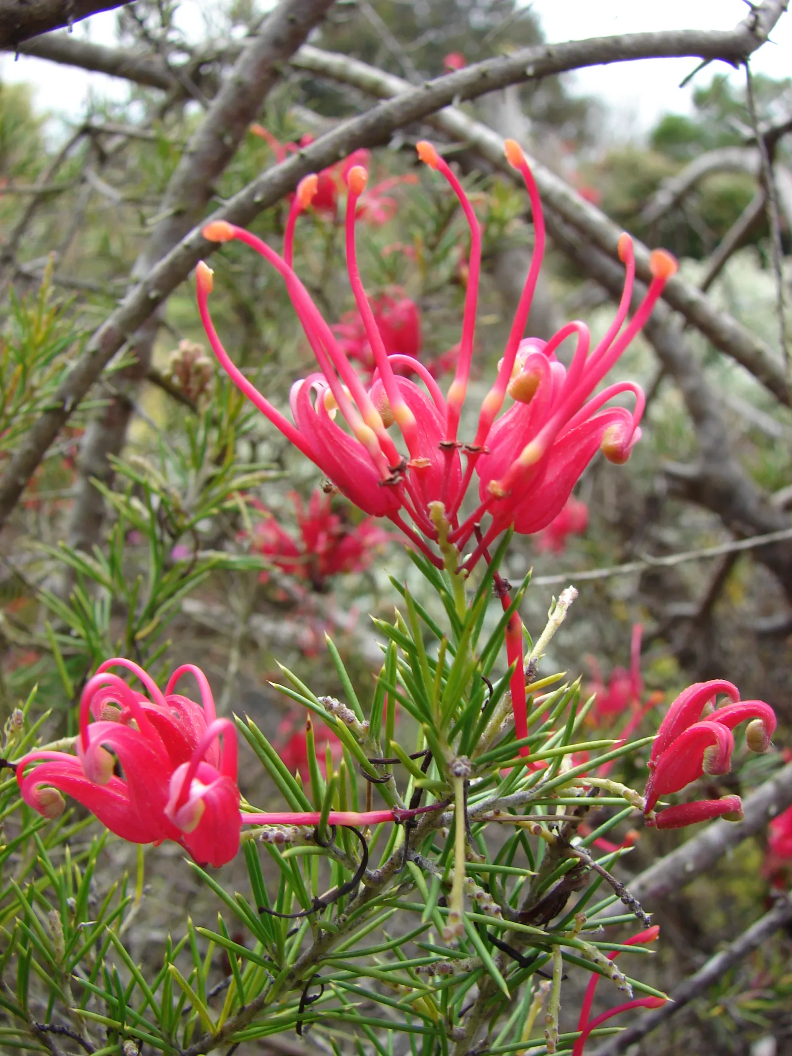 Rosemary Grevillea (Grevillea Rosmarinifolia) — shrub for full or half; and interest to their outdoor space