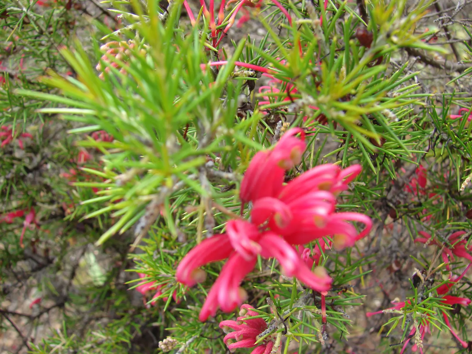 Rosemary Grevillea (Grevillea Rosmarinifolia) — measuring around 0.4 to 1 inch long; it adapts to various soils