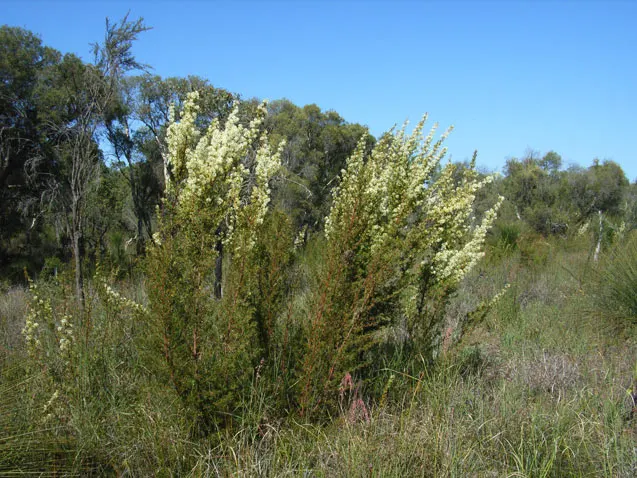 Rosemary Grevillea (Grevillea Rosmarinifolia) — this plant is renowned for its needle-like