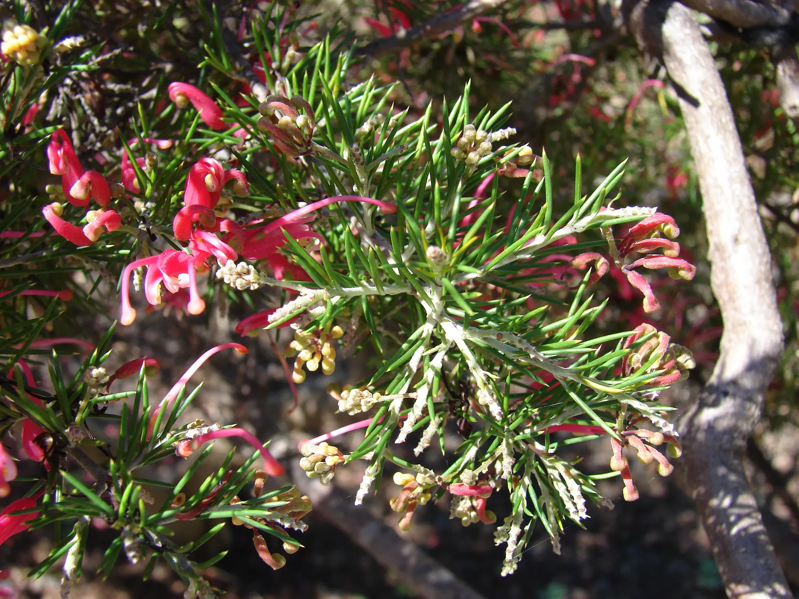 Rosemary Grevillea (Grevillea Rosmarinifolia) — which is where its common name originates from.<br><br>Typically reaching a height and spread of 3 to 6 feet