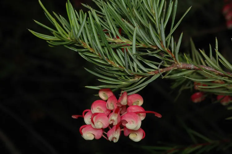 Rosemary Grevillea (Grevillea Rosmarinifolia) — dense foliage.<br><br>One of the most striking features of Grevillea rosmarinifolia is its flowers; and