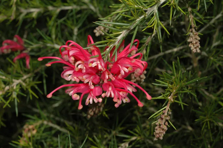 Rosemary Grevillea (Grevillea Rosmarinifolia) — and consider its potential role as a privacy screen or windbreak; and interest to their outdoor space