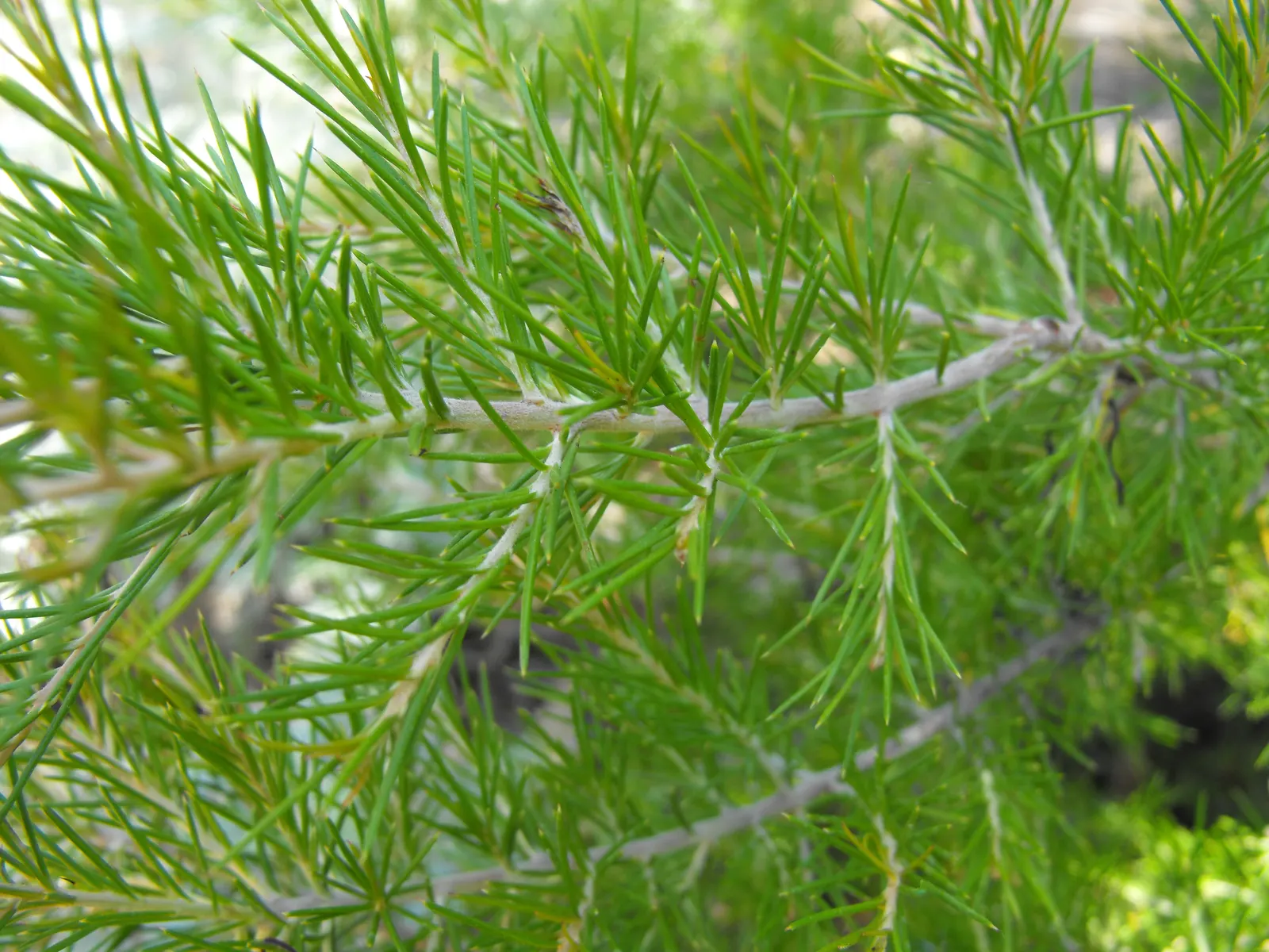 Rosemary Grevillea (Grevillea Rosmarinifolia) — which is where its common name originates from.<br><br>Typically reaching a height and spread of 3, image 40