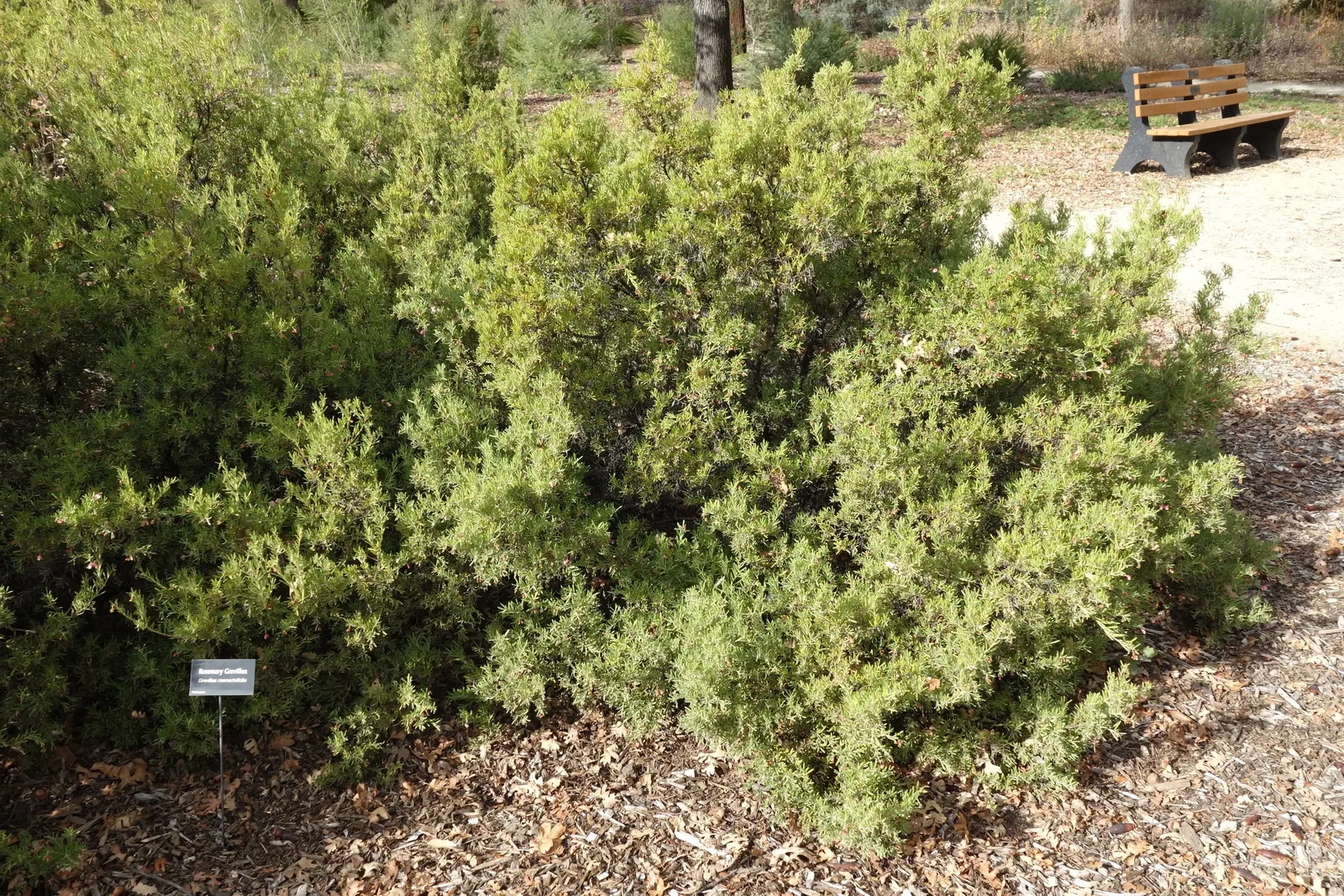 Rosemary Grevillea (Grevillea Rosmarinifolia) — Native to southeastern Australia; this plant is renowned for its needle-like