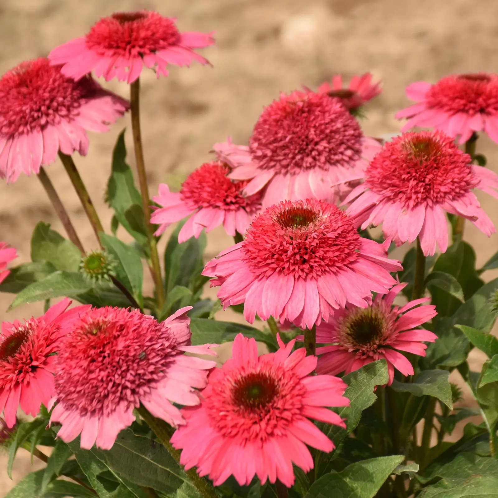'Coral Cranberry' Coneflower (Echinacea hybrid) — The Echinacea hybrid 'Coral Cranberry' is a compact coneflower with fully double