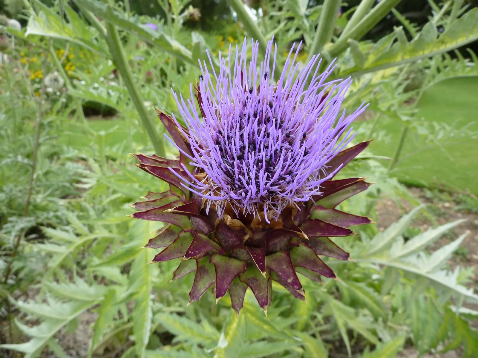 Cardoon (Cynara cardunculus) — deeply lobed leaves and bold; this architectural specimen reaches a stately height of 3 to 6 feet and spans 2 to 4, image 68