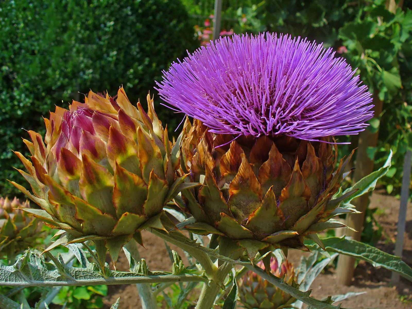 Cardoon (Cynara cardunculus) — deeply lobed leaves and bold; this architectural specimen reaches a stately height of 3 to 6 feet and spans 2 to 4 feet wide
