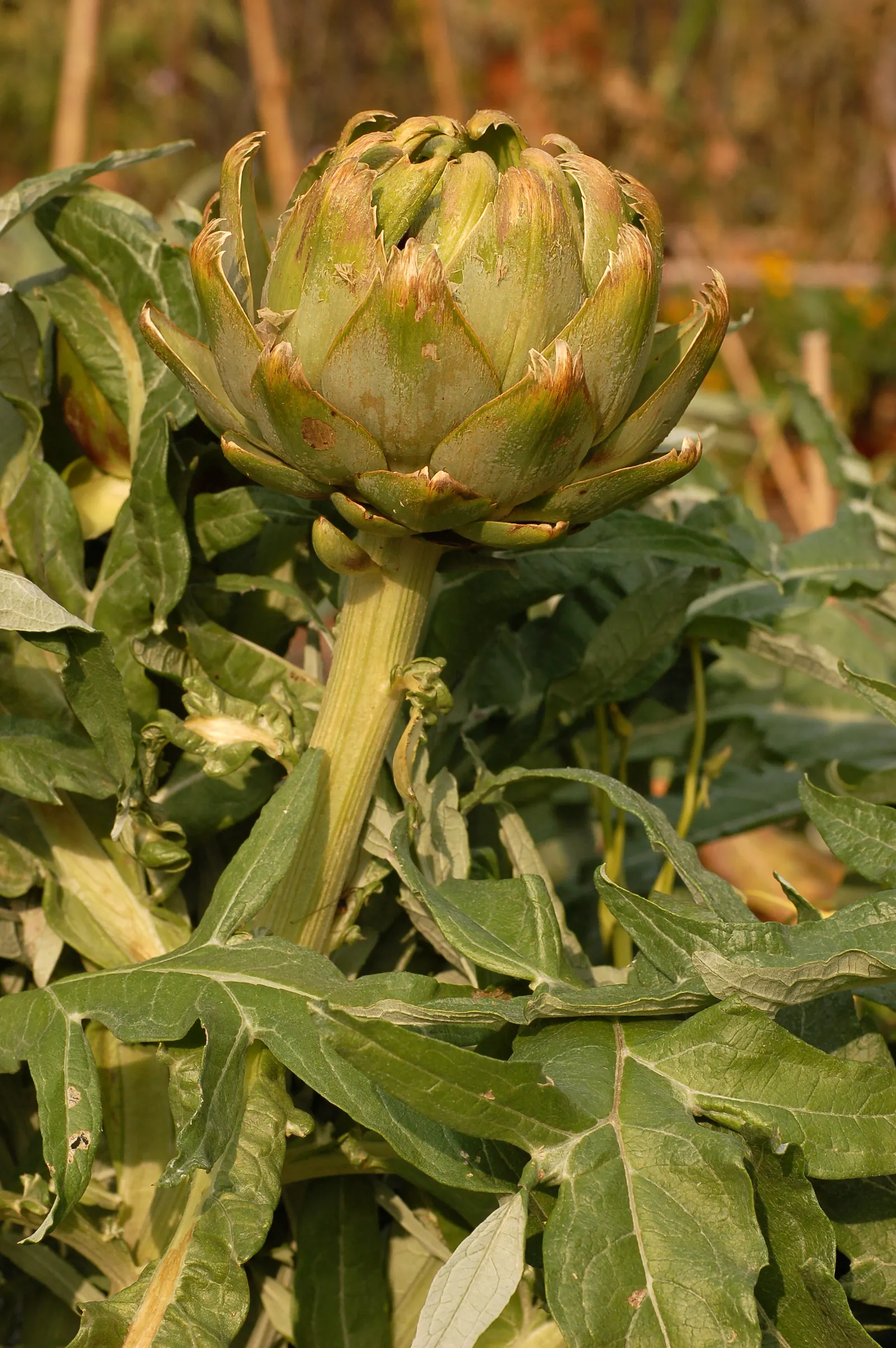 Cardoon (Cynara cardunculus) — is an imposing perennial plant hailed for its culinary and ornamental value; deeply lobed leaves and bold, image 51