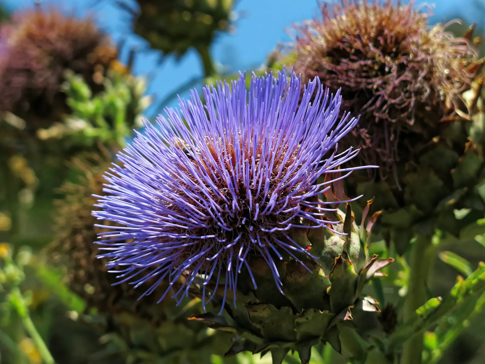 Cardoon (Cynara cardunculus) — Often confused with its cousin