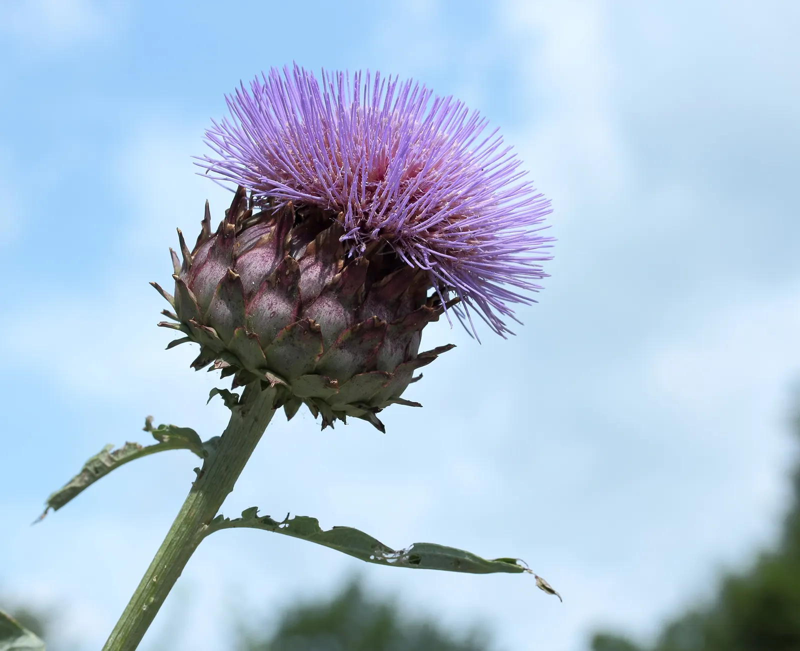 Cardoon (Cynara cardunculus) — perennial / vegetable with purple blooms; the Cardoon produces captivating, image 65