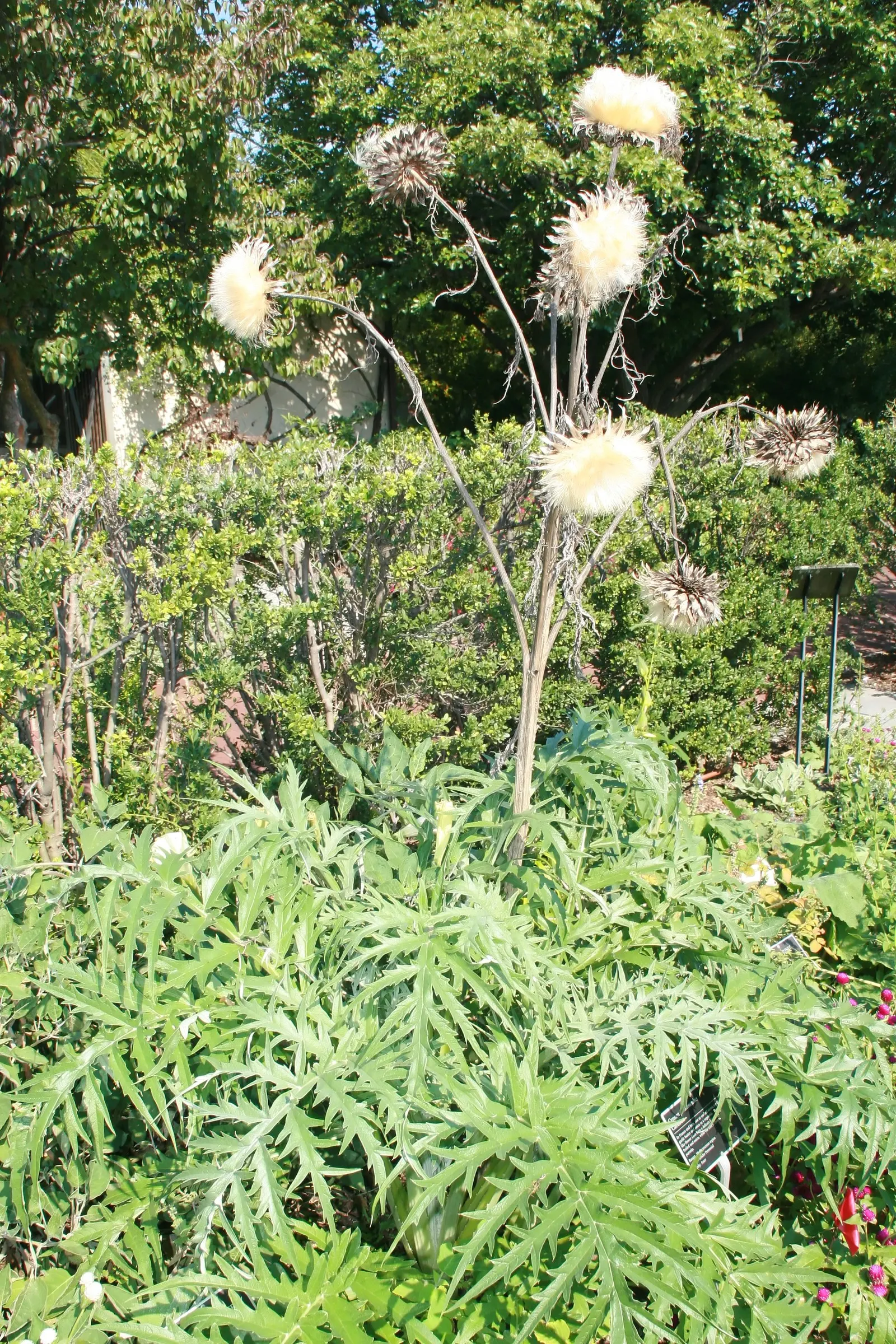 Cardoon (Cynara cardunculus) — extending an impressive 20 to 24 inches in length; reaching 3-6 feet high and 2-4 feet wide