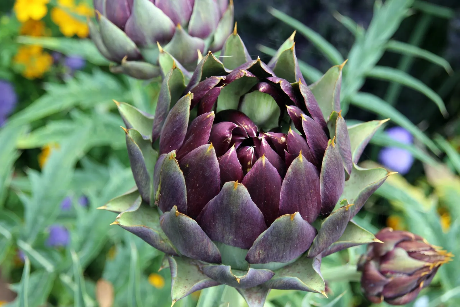 Cardoon (Cynara cardunculus) — scientifically referred to as Cynara cardunculus