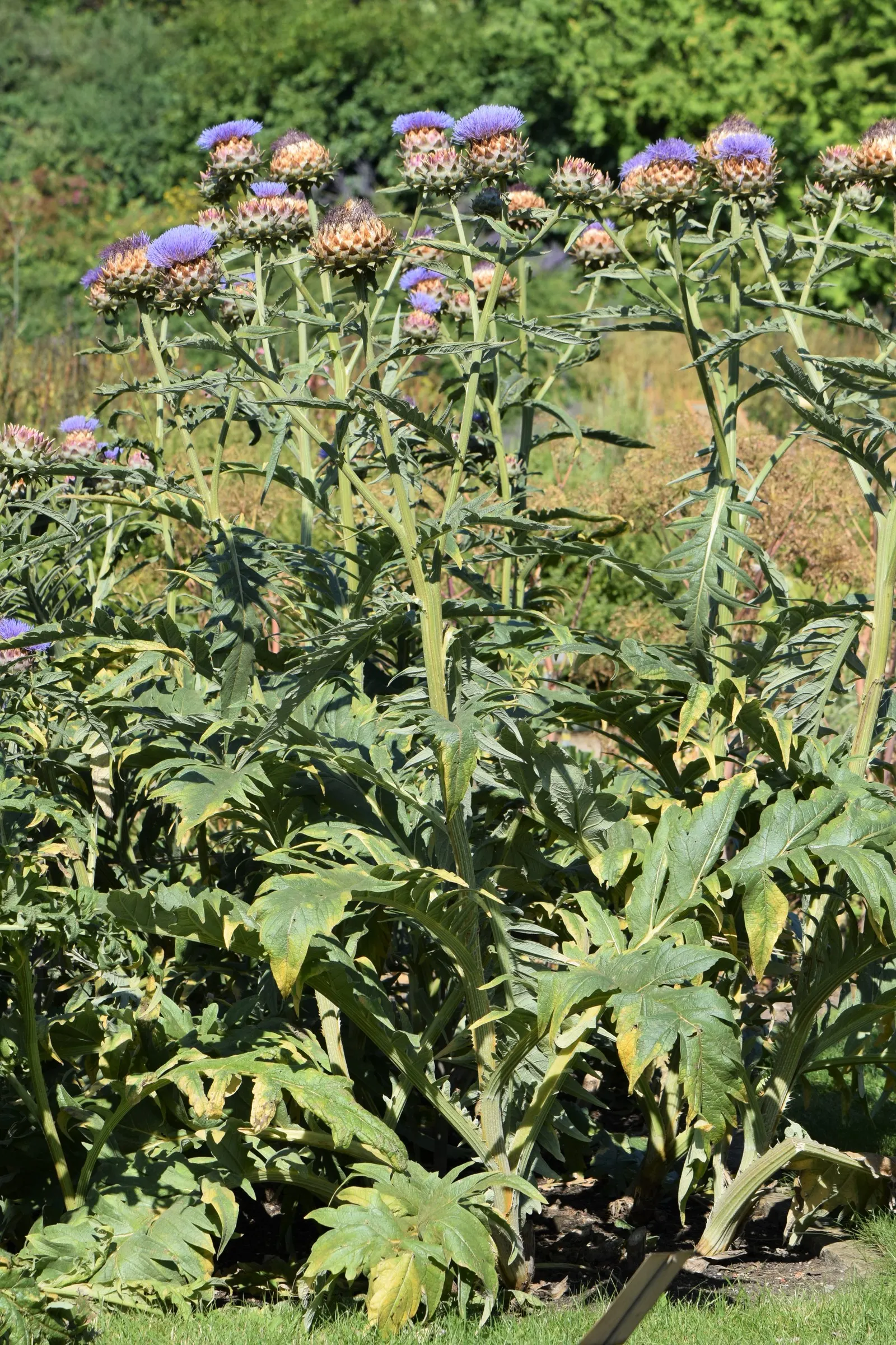 Cardoon (Cynara cardunculus) — Use as a focal point or architectural backdrop in Mediterranean or water-wise gardens; extending an impressive 20 to 24 inches