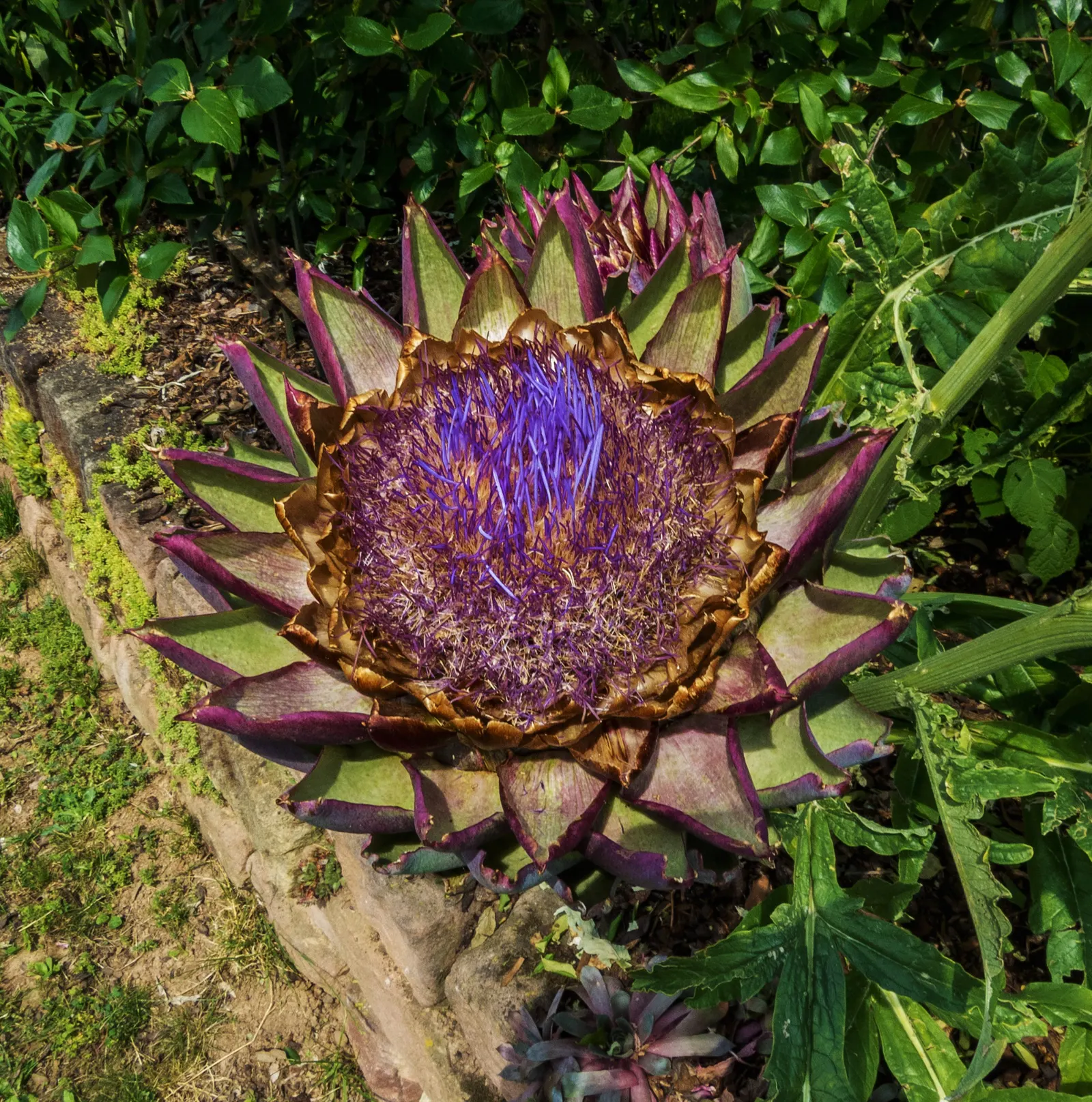 Cardoon (Cynara cardunculus) — This architectural specimen reaches a stately height of 3 to 6 feet and spans 2 to 4 feet wide; often confused with its cousin