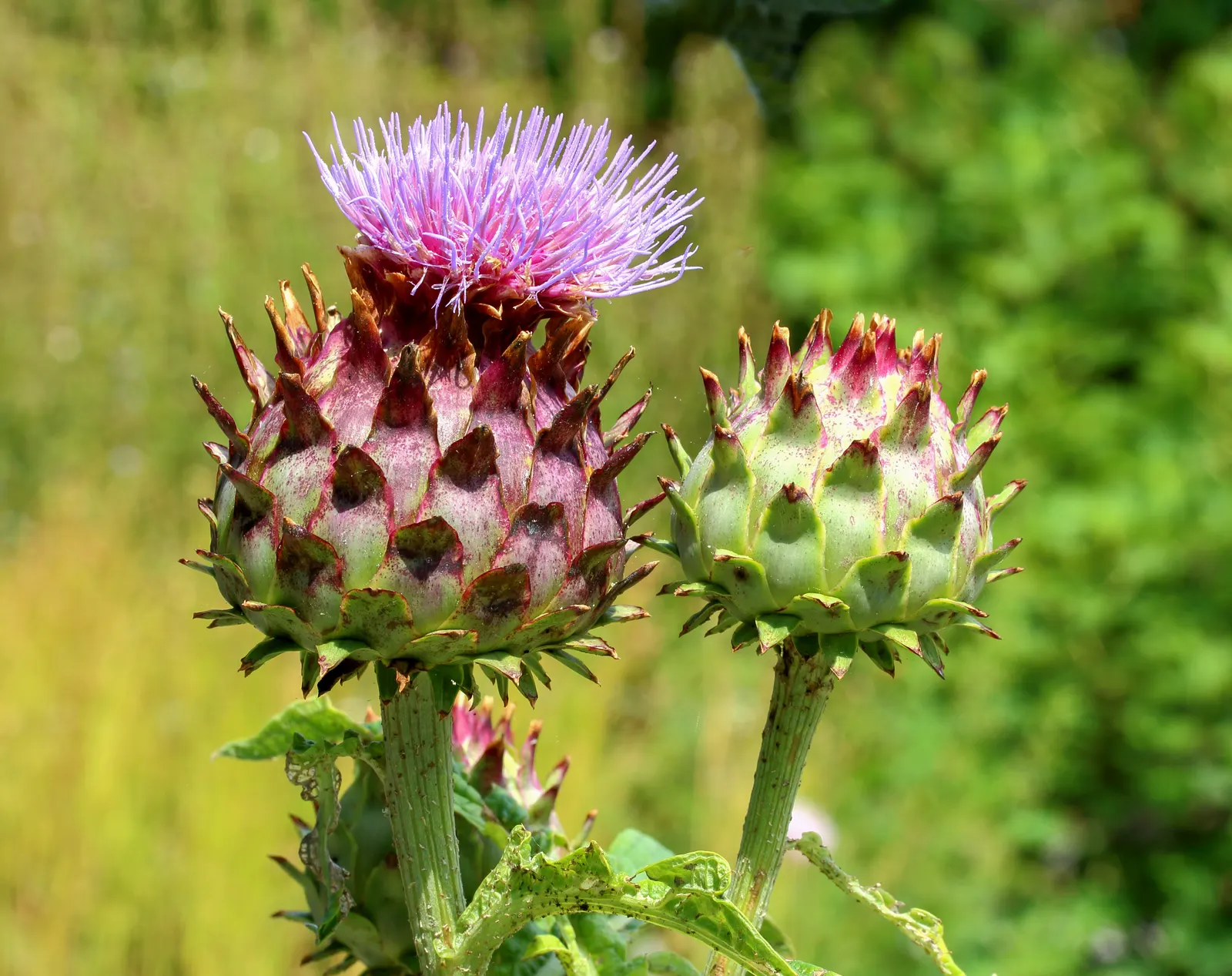Cardoon (Cynara cardunculus) — offering an eye-catching display; is an imposing perennial plant hailed for its culinary and ornamental value, image 58