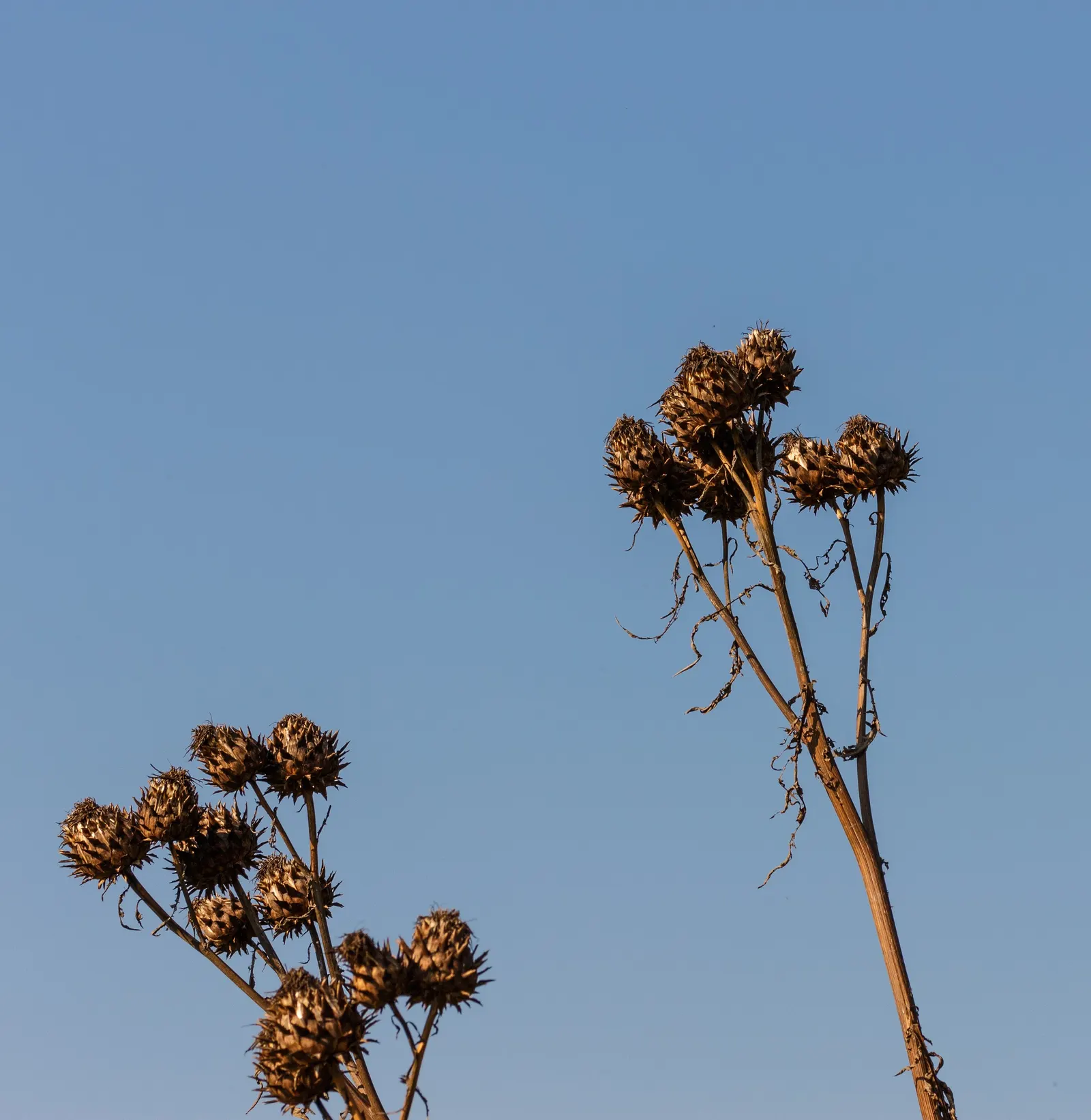 Cardoon (Cynara cardunculus) — thistle-like purple flowers atop stems that may soar as high as 6 to 8 feet; perennial / vegetable for full, image 79