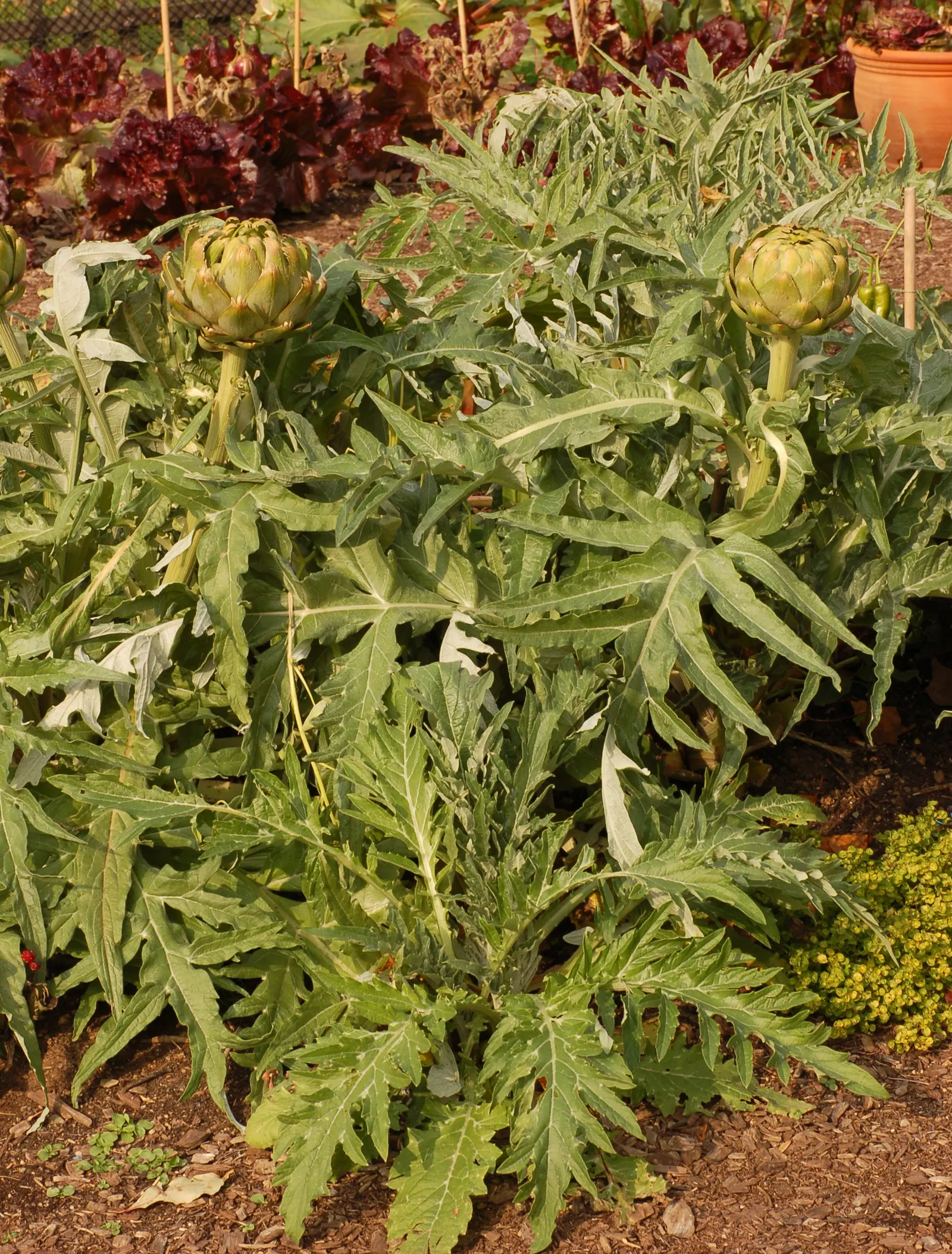 Cardoon (Cynara cardunculus) — Hardy in USDA zones 7 to 9