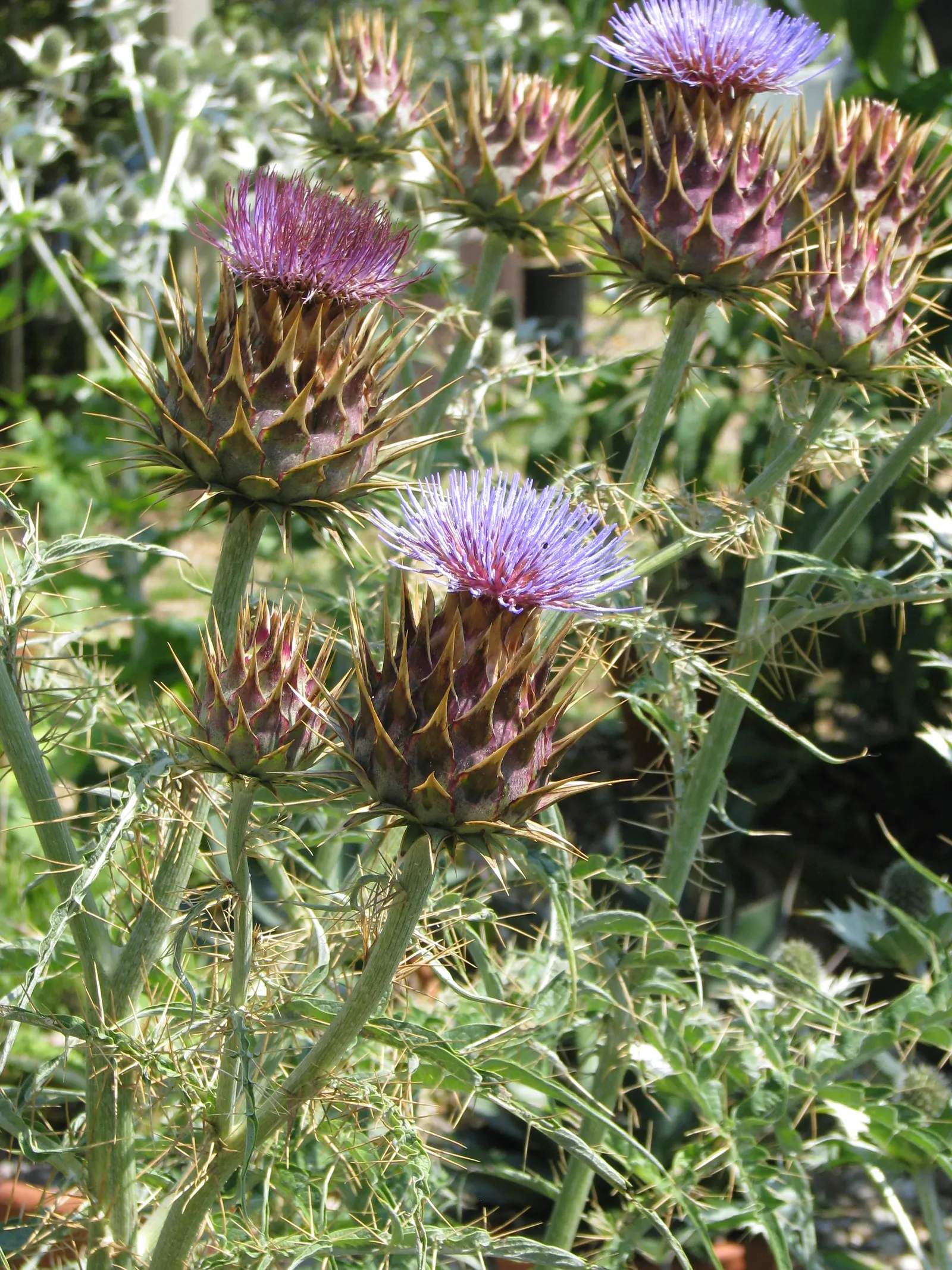 Cardoon (Cynara cardunculus) — this plant can tolerate short periods of cold down to 15&deg;F (-9.4&deg;C); thistle-like purple flowers atop stems that may