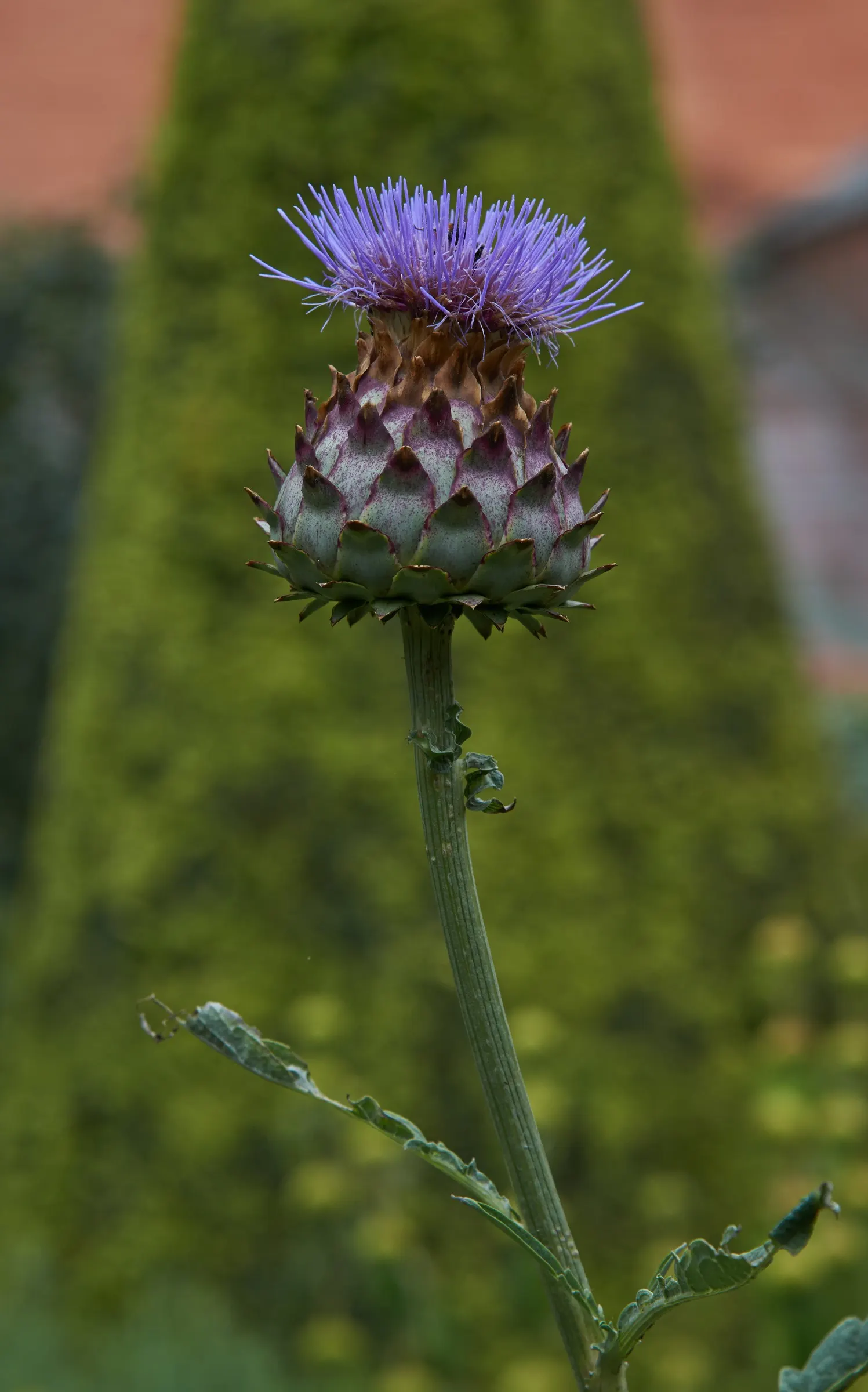 Cardoon (Cynara cardunculus) — thistle-like purple flowers atop stems that may soar as high as 6 to 8 feet; perennial / vegetable for full, image 57
