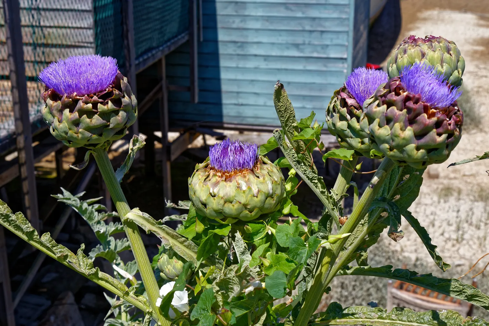 Cardoon (Cynara cardunculus) — extending an impressive 20 to 24 inches in length; reaching 3-6 feet high and 2-4 feet wide, image 76