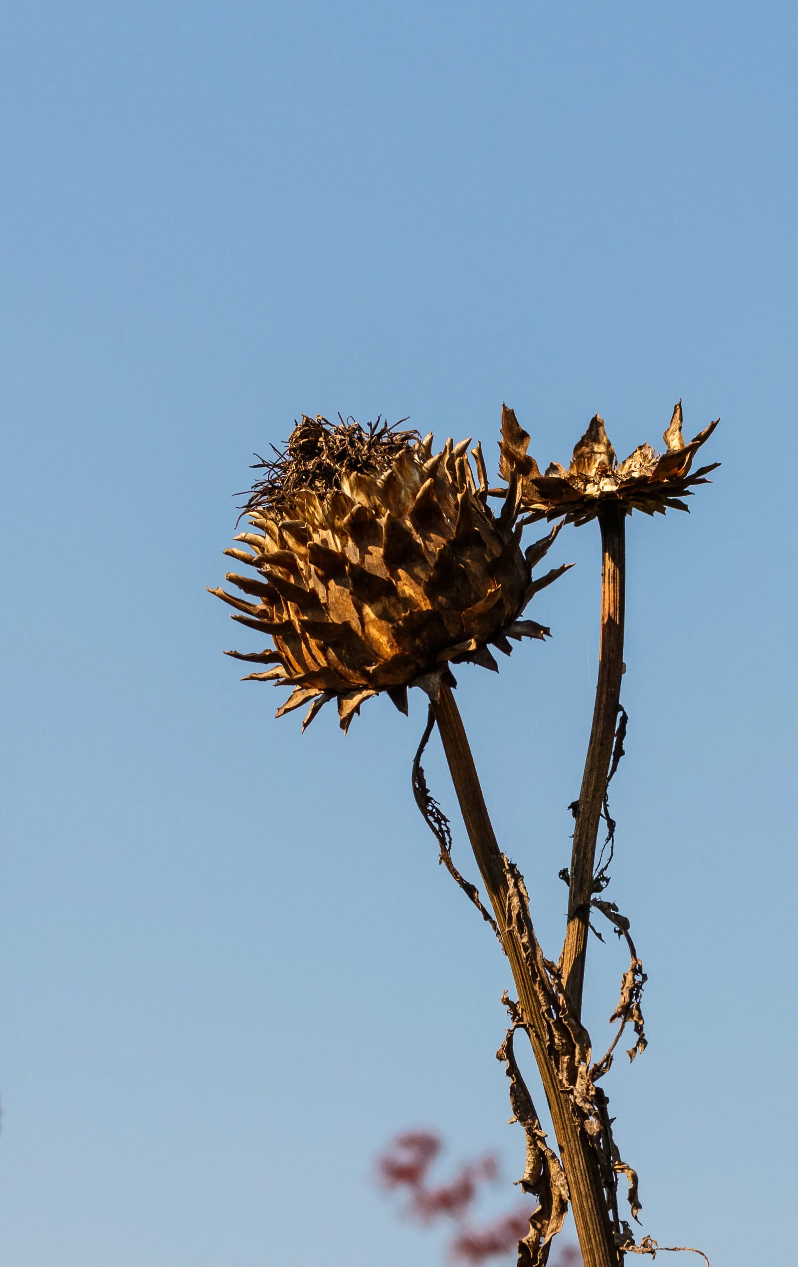Cardoon (Cynara cardunculus) — Use as a focal point or architectural backdrop in Mediterranean or water-wise gardens; extending an impressive 20 to, image 93
