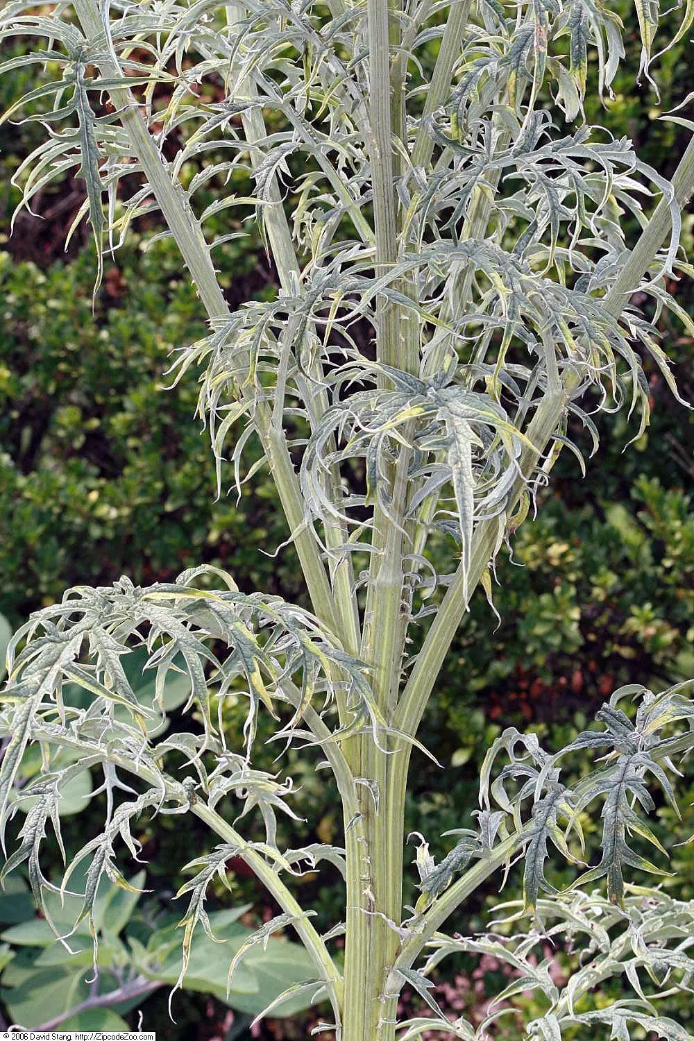 Cardoon (Cynara cardunculus) — perennial / vegetable for full